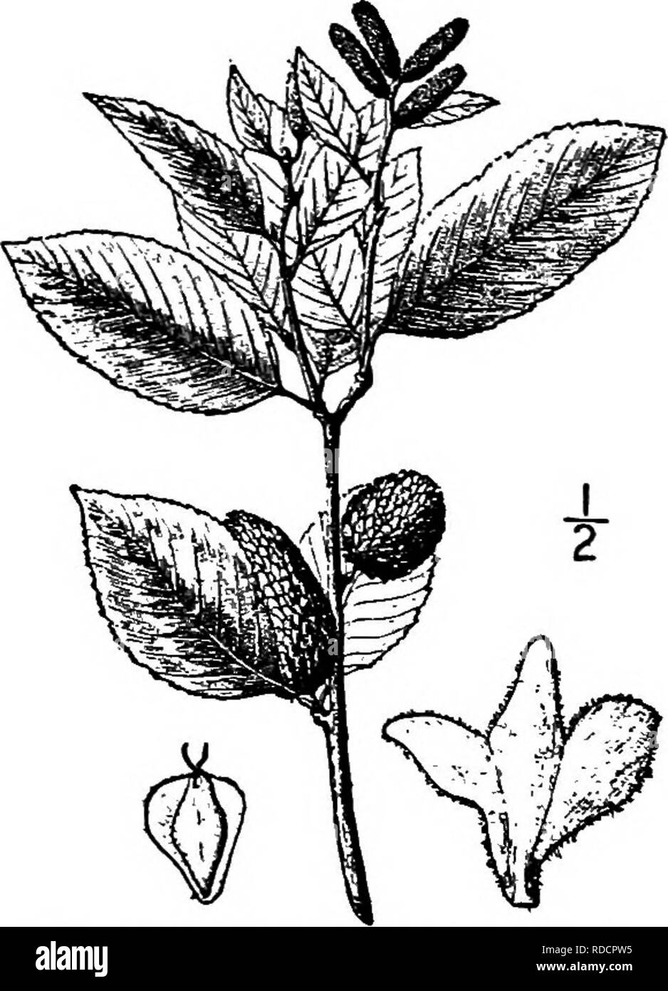 . Les arbres de l'Amérique du Nord : être des descriptions et des illustrations de l'arbres croissant indépendamment de la culture en Amérique du Nord, au nord du Mexique et les Antilles . Les arbres. Les 258 feuilles de bouleaux.-tiges sont i de 1,5 cm. de long. Les fleurs s'ouvrent en mai. Les kins- cat staminées sont 6 cm. de long ou plus, leurs écailles largement ovées et bluntish. Les chatons femelles mûres sont oblongues-cylindriques, 2 à 3 cm. de long, très courtes tiges ou sessiles, leurs écailles de 4 à 6 mm. de long, plus ou moins velues, presque ou tout à fait aussi large que long, 3-lobées au-dessus de la moyenne, la partie inférieure en forme de coin les lobes Banque D'Images