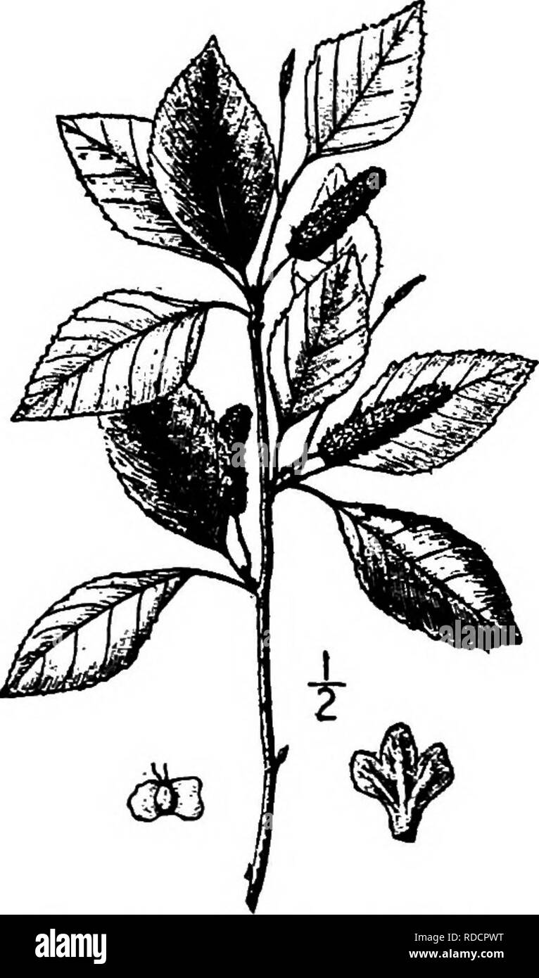 . Les arbres de l'Amérique du Nord : être des descriptions et des illustrations de l'arbres croissant indépendamment de la culture en Amérique du Nord, au nord du Mexique et les Antilles . Les arbres. 256 Les bouleaux près de lisse sur la face inférieure, sauf les poilus nervures qui, feuilles velues-tiges sont 1,5 cm. de long ou moins, les stipules ovales. Les fleurs de l'expansion en avril ou mai. Les chatons des fleurs staminées sont 6 à 9 cm. de long, surtout dans les 2 ou 3ans, leurs écailles ovales et blimt. Les chatons femelles mûres sont oblongues-cylindriques, pédonculées, 2 à 5 cm. de long, à propos de i cm. d'épaisseur, leur échelle veloutés, bordées de poils, avec 3 nea Banque D'Images