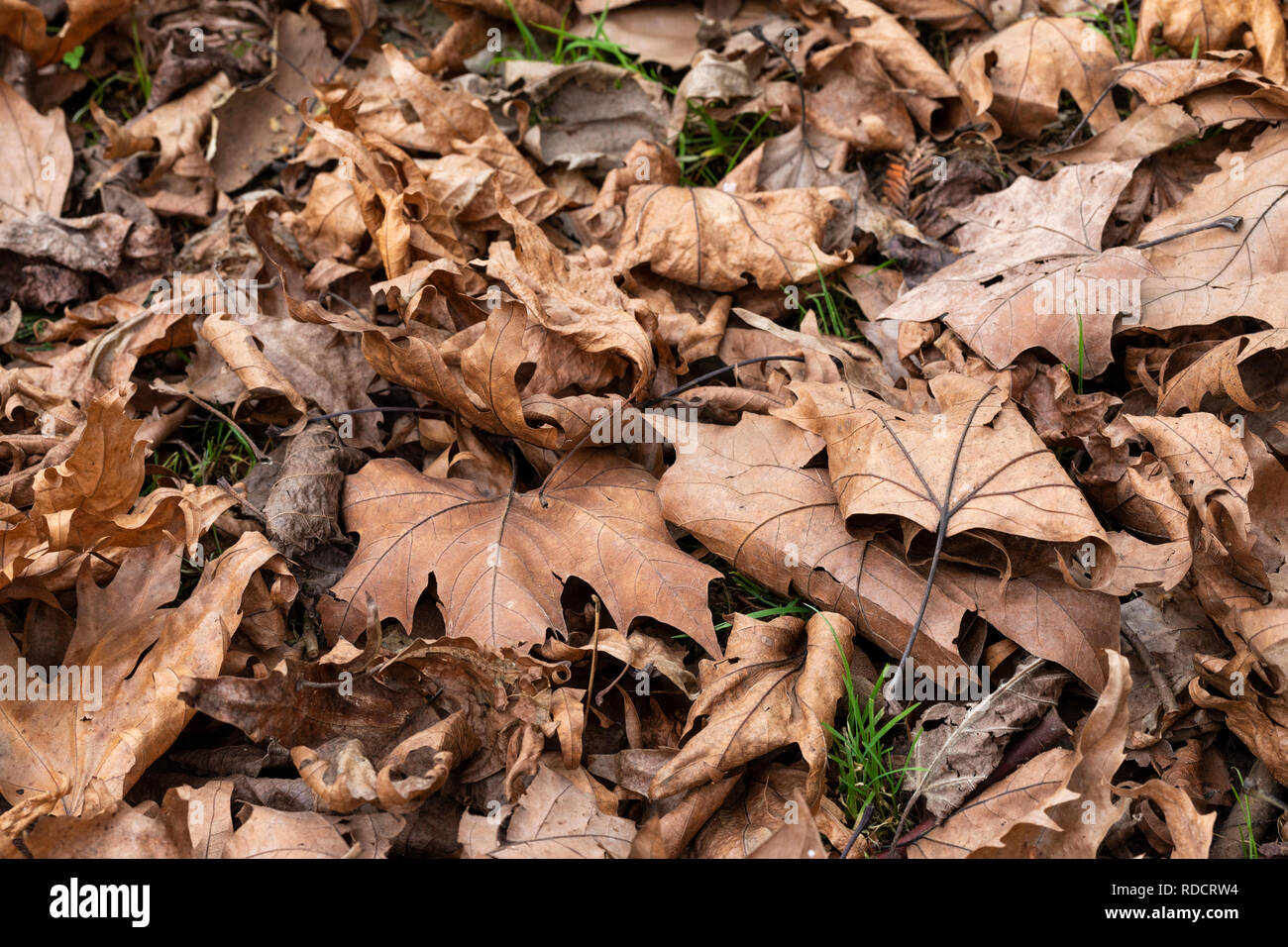 Gros plan de feuilles dorées séchées sur le plancher de la forêt en hiver, Angleterre, Royaume-Uni Banque D'Images