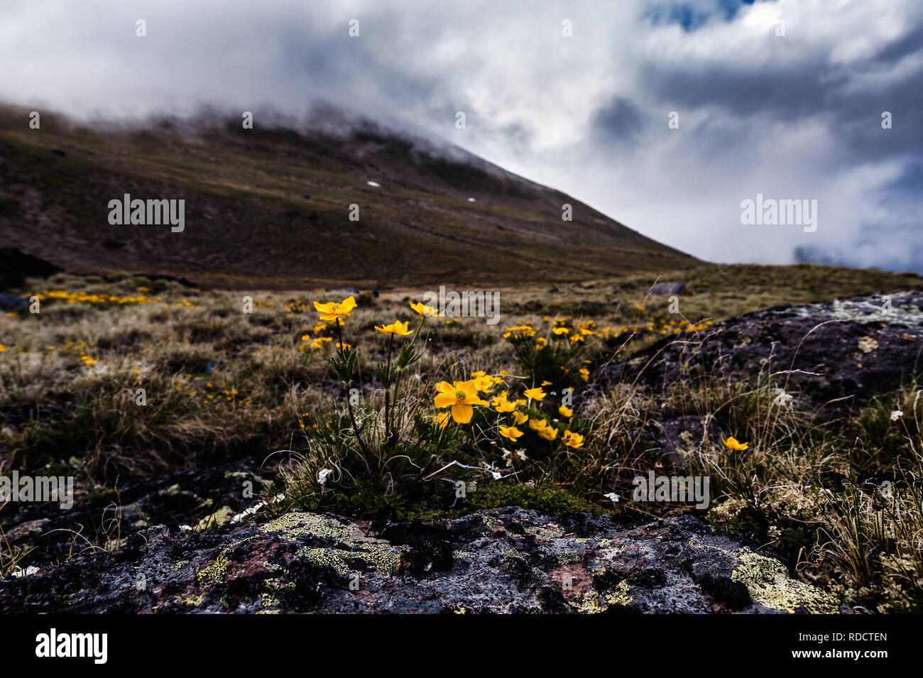 Les petites fleurs de montagne - buttercup buttercup ou caucasienne croissant sur des pierres de mousse et de lichen et pentes de montagne couverte de nuages en arrière-plan Banque D'Images
