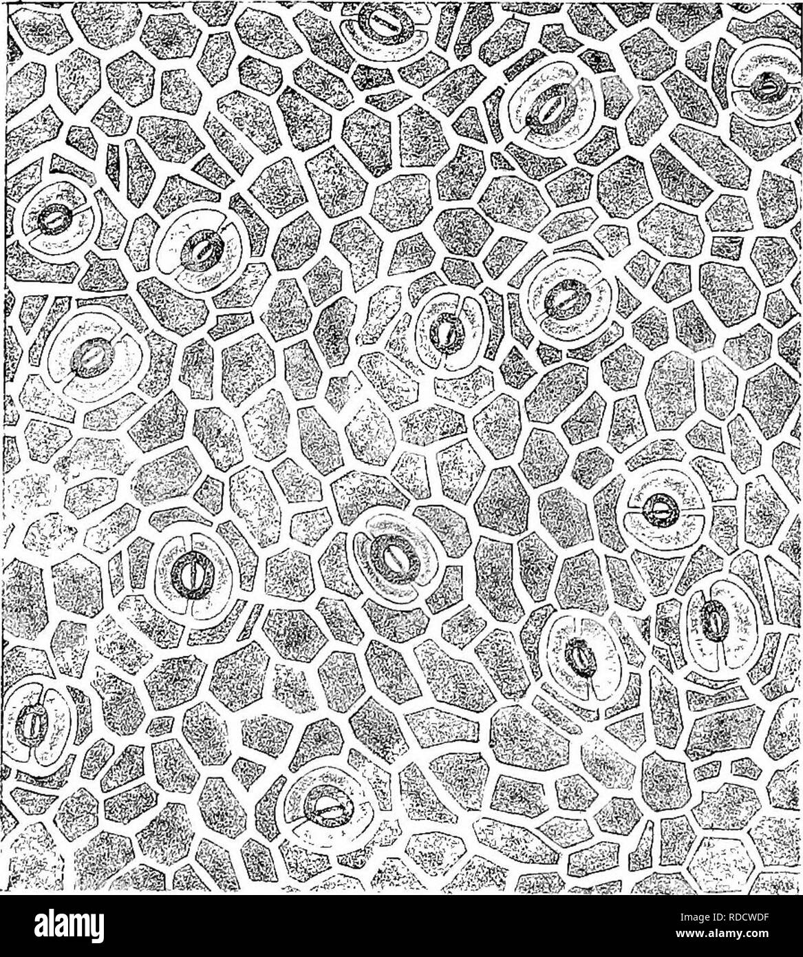 . Eucalyptographia. Une description de l'atlas d'eucalyptus de l'Australie et les îles ;. L'eucalyptus, la botanique. Baron peiner Mueller tbrexit Bimunel Litlio L Vapeur del Qra-f n-:iiT:u,i- lElIKsMT Huile;re ilf^^^lIFatta tlll IFlD. Schlechtmdd. Veuillez noter que ces images sont extraites de la page numérisée des images qui peuvent avoir été retouchées numériquement pour plus de lisibilité - coloration et l'aspect de ces illustrations ne peut pas parfaitement ressembler à l'œuvre originale.. Mueller, Ferdinand von, 1825-1896. Melbourne, J. Ferres, gouvernement. Imprimer ; [etc. ,Etc. ] Banque D'Images