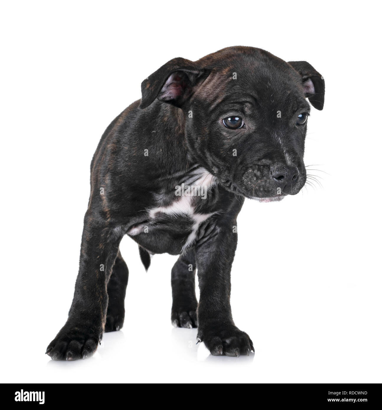 Staffie Bringe Noir Banque D Images Detourees Alamy