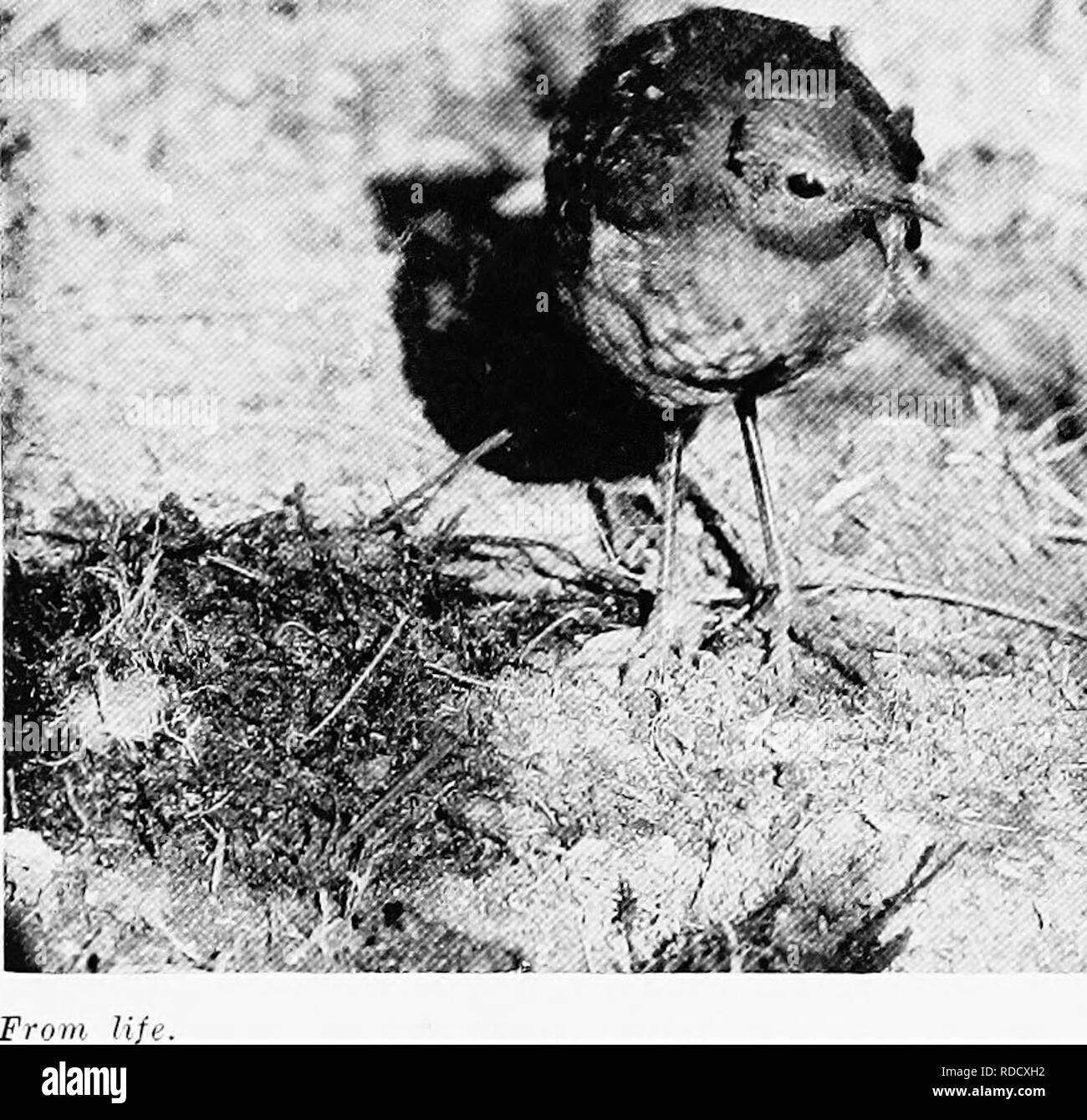 . Les oiseaux d'Australie. Les oiseaux. L'LYEE-BIKD 261 crustacés, les coléoptères et les escargots dont ils se nourrissent. L'. Oiseau Lyre- est notre plus beau songster. Ses propres notes sont particulièrement mélodieuses et liquide, mais pas de contenu avec ces délices il pour reproduire la note et demande de ses voisins et d'imiter les sons qu'il peut entendre dans la brousse. Quand l'oiseau chantant peut être abordée avec plus de facilité, car il devient de moins en moins sur l'alerte qu'elle verse de suite son âme dans le chant. Alors vous pouvez écouter un pro- gramme de beaucoup d'articles, et ne savais-tu pas que l'artiste solitaire a été avant vous, vous émerveiller Banque D'Images