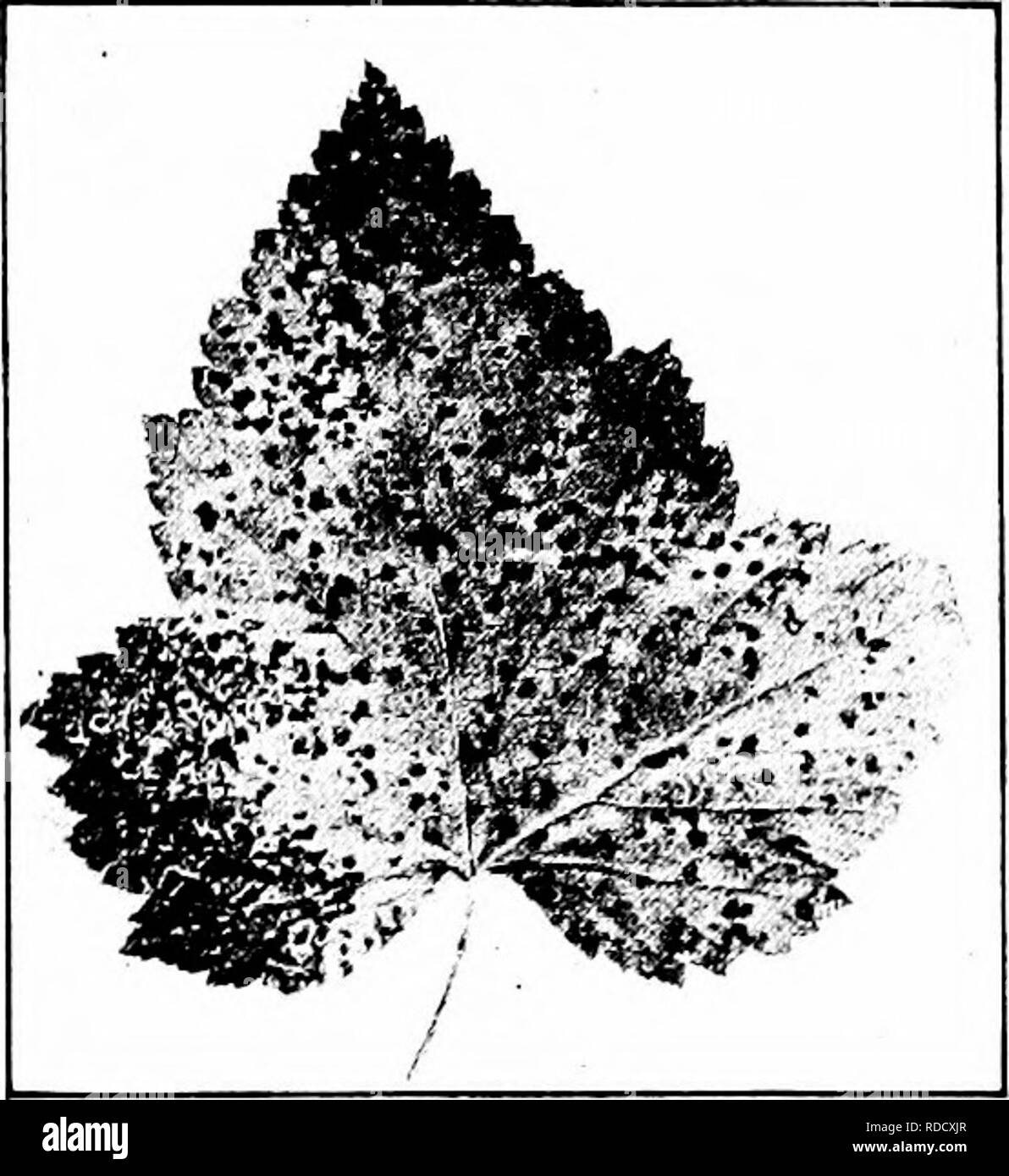 . Maladies des fruits de Manuel . Les fruits. Manuel de 204 maladies fruits saisons près de défoliation complète se produit. Cette perte de feuillage interfère avec la maturation de la bois et bourgeons, et par conséquent la culture suivante est blessé. Peut-être que les effets cumulatifs sont les pires. Les symptômes. Au cours du mois de juin, les lésions apparaissent sous forme de petites taches brunes (Fig. 53) sur les surfaces supérieures et inférieures des feuilles. Les taches peuvent nombre peu ou plusieurs à une feuille. Chaque dis- allégé salon agrandit jusqu'à atteindre un diamètre d'environ un huitième de pouce, et le centre devient pâle avec sm Banque D'Images