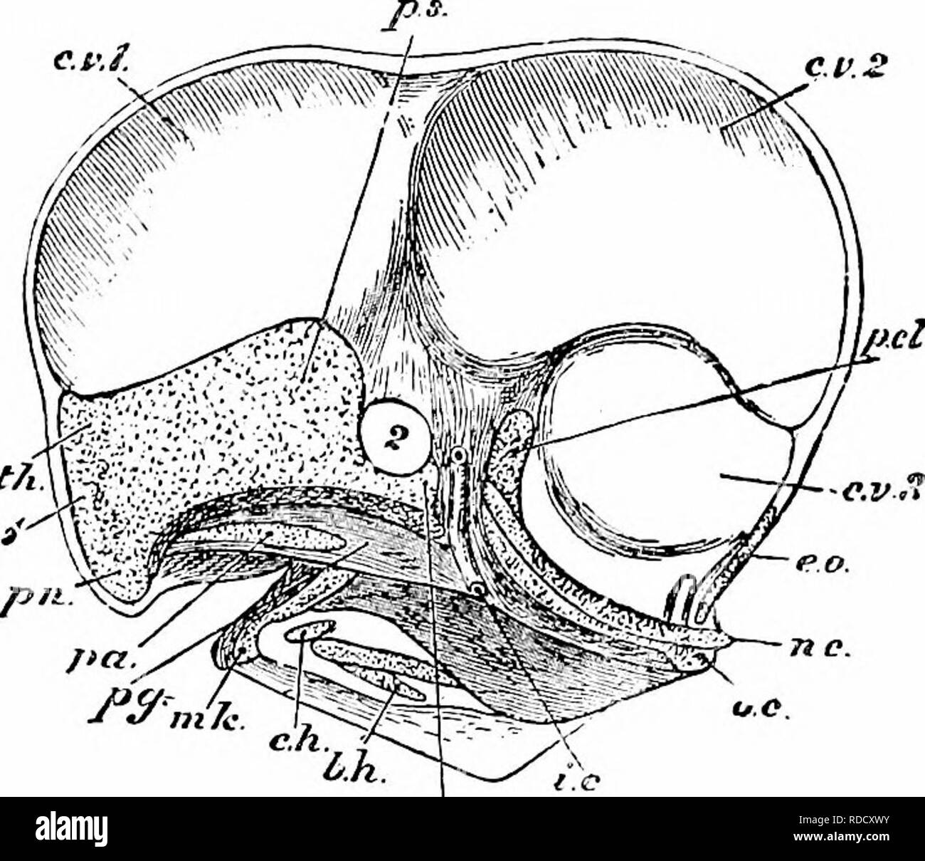 . Clé d'oiseaux de l'Amérique du Nord. Contenant des indications succinctes sur chaque espèce d'oiseau vivant et fossile connu à l'heure actuelle du continent au nord de la frontière du Mexique et des États-Unis, y compris le Groenland et Basse Californie, avec qui sont intégrées d'ornithologie générale : un aperçu de la structure et la classification des oiseaux ; et de l'ornithologie de terrain, un manuel de la collecte, la préparation et la conservation des oiseaux. Les oiseaux ; oiseaux ; 1887. L'anatomie d'BIIWS.  l'ostéologie. EtA 153 lui-même. Le reste (jf les pièces appartiennent à la deuxième et troisième post-orale d'arches et de tous ensemble forment le très com Banque D'Images