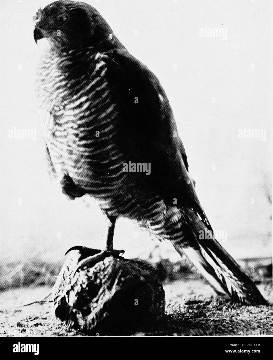 . Les oiseaux d'Australie. Les oiseaux. 174 LES OISEAUX DE L'AUSTKALIA il se précipite au milieu d'eux, et saisit une victime à la surface de l'eau. Gould affirme que le nid est habituellement construit sur un vaste marécage chêne-{Casuarina) croissant sur le côté de la crique, mais. À partir de la vie. Autour des palombes. D, Le Souef. occasionnellement dans un Bucalypt et loin de l'eau. Il est de grande taille en proportion de l'oiseaux. Il est construit de bois et bordée de mâcher des feuilles. Les oeufs, généralement 3, bleuâtre-blanche enduite sur avec parfois des taches chamois comme si souillée de faible. Veuillez noter que ces images sont extraites des images de la page numérisée Banque D'Images