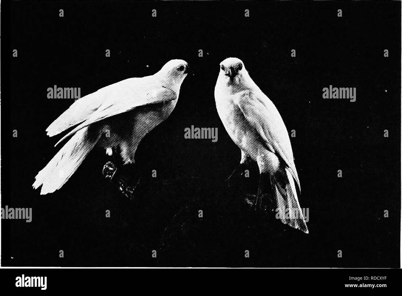 . Les oiseaux d'Australie. Les oiseaux. L'Autour des palombes 173 trouvés pour se reproduire. Cuvier émit l'avis que c'est une race albinos qui est devenu permanent. Pour cela, nous avons au moins un parallèle dans le Livre blanc Le Pigeon. Mais quelles étaient les causes de la permanence ? Voir Addenda. L'Autour des palombes, A., leucosomus est un oiseau du nord avec le plumage blanc similaire. Il est beaucoup plus petit, le mâle ne mesure que 12,3 pouces. Il se trouve dans la région du Cap York, et en Guinée et îles adjacentes.. Australian Museu^n. Autour des palombes blanc : Astur novae-hollandiae. L'Autour des palombes. {Approximmis Astur fasciatus). Aust Banque D'Images