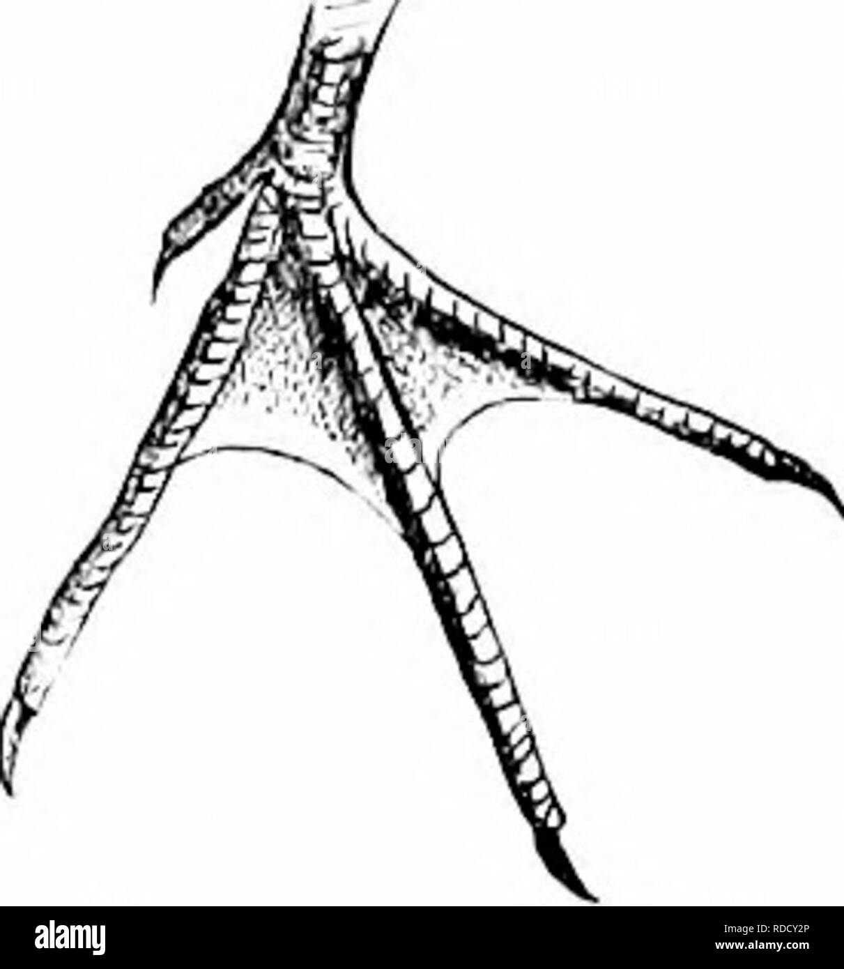 . Clé d'oiseaux de l'Amérique du Nord. Contenant des indications succinctes sur chaque espèce d'oiseau vivant et fossile connu à l'heure actuelle du continent au nord de la frontière du Mexique et des États-Unis, y compris le Groenland et Basse Californie, avec qui sont intégrées d'ornithologie générale : un aperçu de la structure et la classification des oiseaux ; et de l'ornithologie de terrain, un manuel de la collecte, la préparation et la conservation des oiseaux. Les oiseaux ; oiseaux ; 1887. Pièces extérieures d'oiseaux. - Les pieds. 131. Fig. 48. - Semipal en Ereunetts ination iiat. taille.. Veuillez noter que ces images sont extraites de la page numérisée imag Banque D'Images