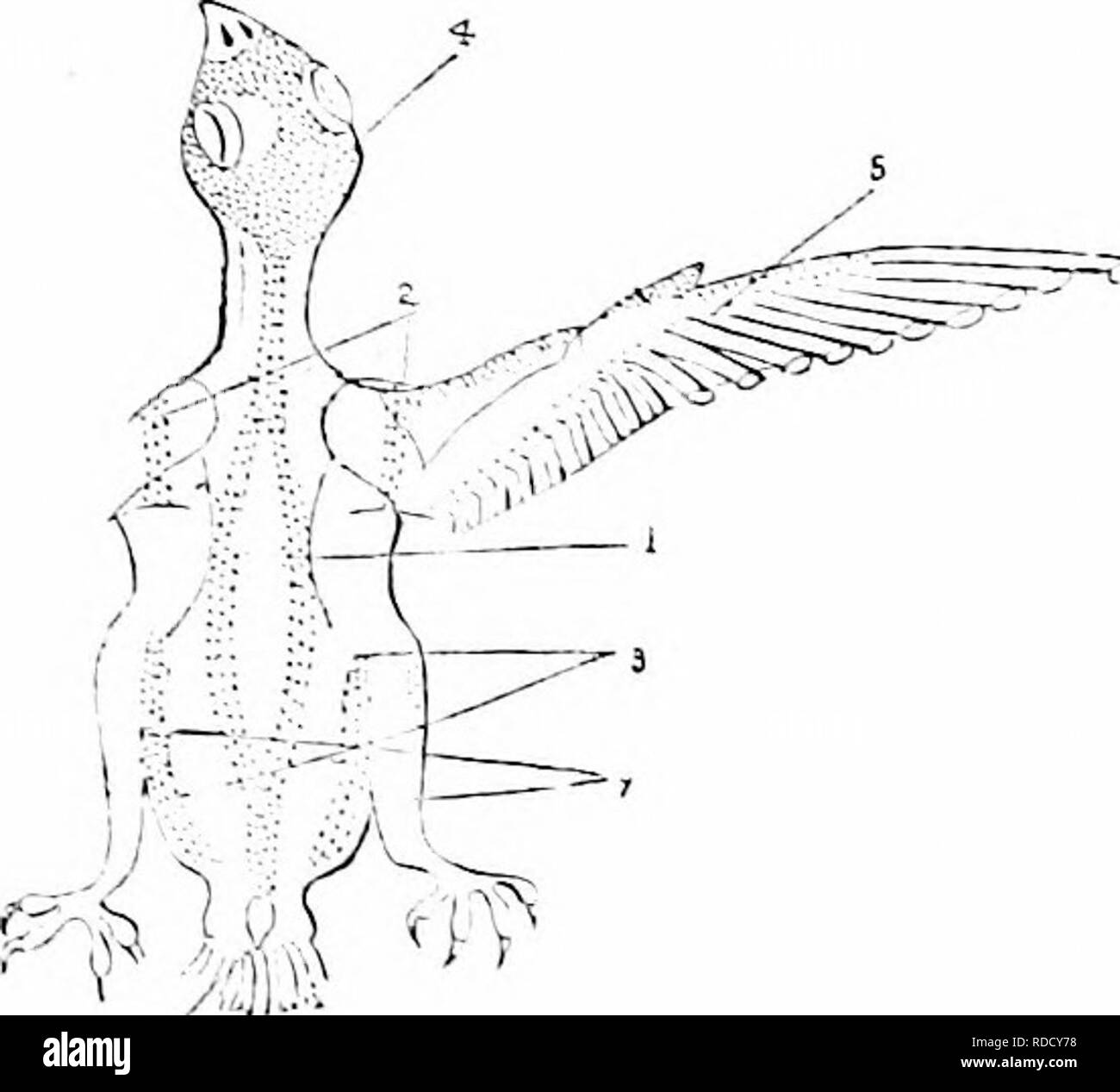 . Clé d'oiseaux de l'Amérique du Nord. Contenant des indications succinctes sur chaque espèce d'oiseau vivant et fossile connu à l'heure actuelle du continent au nord de la frontière du Mexique et des États-Unis, y compris le Groenland et Basse Californie, avec qui sont intégrées d'ornithologie générale : un aperçu de la structure et la classification des oiseaux ; et de l'ornithologie de terrain, un manuel de la collecte, la préparation et la conservation des oiseaux. Les oiseaux ; oiseaux ; 1887. Fk-,. 24. D Cijpse Ptérylose â/ii..^ aj&gt;u.t. fentralis ; lat. locataire, le ventre : TIG. 2i, S), qui forme la plupart des ]dumage sur la sous partie, d'un oiseau, Banque D'Images