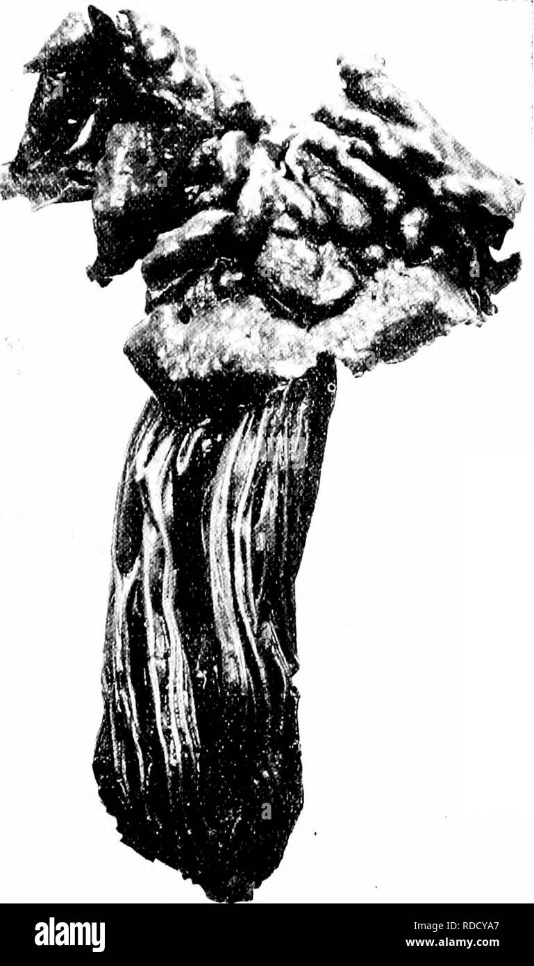 . Les champignons du Minnesota ... Botanique ; les champignons. Champignons selle 1417^ ^^ ^K . .^- â â â â¢â V ; ;"^ .^-^,x.. ^m H '^ J  % s : ,^'^ «â .,- â â ...â'â' / '^^| !, j2r-lc^^fj Figure 107. Hei.vei.i.a i.acuxosa Helvella Helvella elastica dure de 1 à 4 cm. de large Cap et haute, à brdwiiish gravish ur noirâtres, pas froissé, usualh hilied» et twn-en forme de selle, l)ut souvent irrégulières ; de 3 à 6 cm de la tige. bv 4-6 mm. whitisli gravisli., ou pas ril)bed, mince, dur, creux, claire ; spores el- liptic, lisse, 16-20 &gt;v 10-12/x. Nom^ se réfère à la tige élastique. Commun sur le gr(jund dans les bois, généralement en troupes comestibles ; Banque D'Images