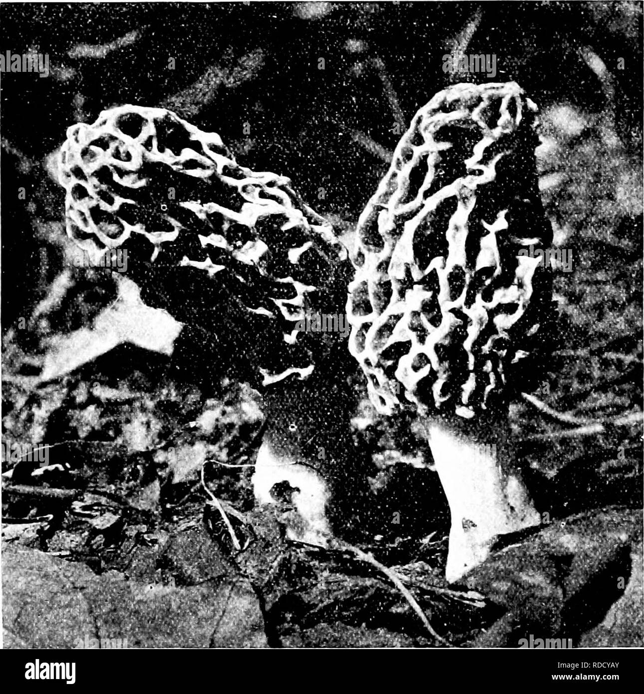 . Les champignons du Minnesota ... Botanique ; les champignons. 138 CHAMPIGNONS DU MINNESOTA Morchella hybrida morel Cap Cap de 2 à 3 cm. de hauteur, 2 à 4 cm, large, tan ou brunâtre, de la tige, sauf à l'mostlv tcip, nervures longitudinales, accordant des financements de puits ou de rainures, de fait ou en forme de cloche ; tige conique large. de 5 à 10 cm par 2 à 5 cm, blanc ou blanchâtre, granuleuse, renflée à la base, les spores ; creux évident, elliptiques, lisses, 18-20 x 10-14/t, le nom fait référence à la ressemblance à un' e r p a. Cette espèce appartient presque tout aussi bien en v e r p a. ("Dans le sol dans les bois ou des prairies ; délicieux.. P'iGURE 102. McikcHELLA hSCC I. Banque D'Images