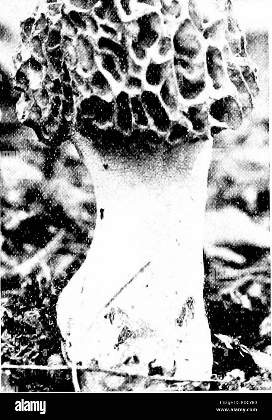 . Les champignons du Minnesota ... Botanique ; les champignons. Champignons selle clé pour les espèces de base cap united avec une tige. Ridges aigu à l'edge b. Ridges à base obtuse edge de pac ne united avec tige 137 M. crassipcs csculcnta Iiybrida M. M. Morchella crassipes Broadstem Morel Cap 4-10 cm. de hauteur, 3-6 cm. de large à la base, à tan tan-Brown, de puits profond, les côtes irrégulières et ondulées, ^Yith un chant aigu, plus ou moins ; tige conique 3-12 cm, par 2 à 6 cm, blanc ou blanchâtre, plus ou moins rugueuse et froncés, claire ; spores creux, elliptiques, lisses, 20-22 X 10-1/2 x. Le nom fait référence à l'ensemble de la tige. Sur le terrain dans woo Banque D'Images