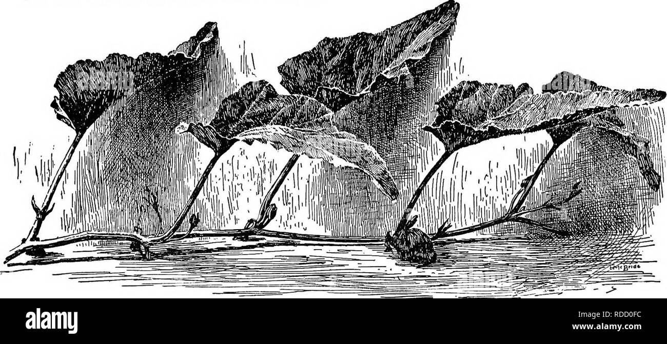 . Cyclopedia of American horticulture, comprenant des suggestions pour la culture de plantes horticoles, les descriptions des espèces de fruits, légumes, fleurs et plantes ornementales vendues aux États-Unis et au Canada, ainsi que des notes biographiques et géographiques. Le Jardinage. i. Fleur pistillée de Cucurbita maxima Hubbard Sauash (X  %). 604. Tige de Cucurbita maxima-courge Hubbard, Sp. 6, p. 209, t. 551. R.H. 1857, p. 151. P.S. 10:994 (1854).-La photo citée pour la première fois montre un racème recto, la deuxième et la troisième une panicule racème commune. Dans cette espèce le tube du calice est l'attr Banque D'Images