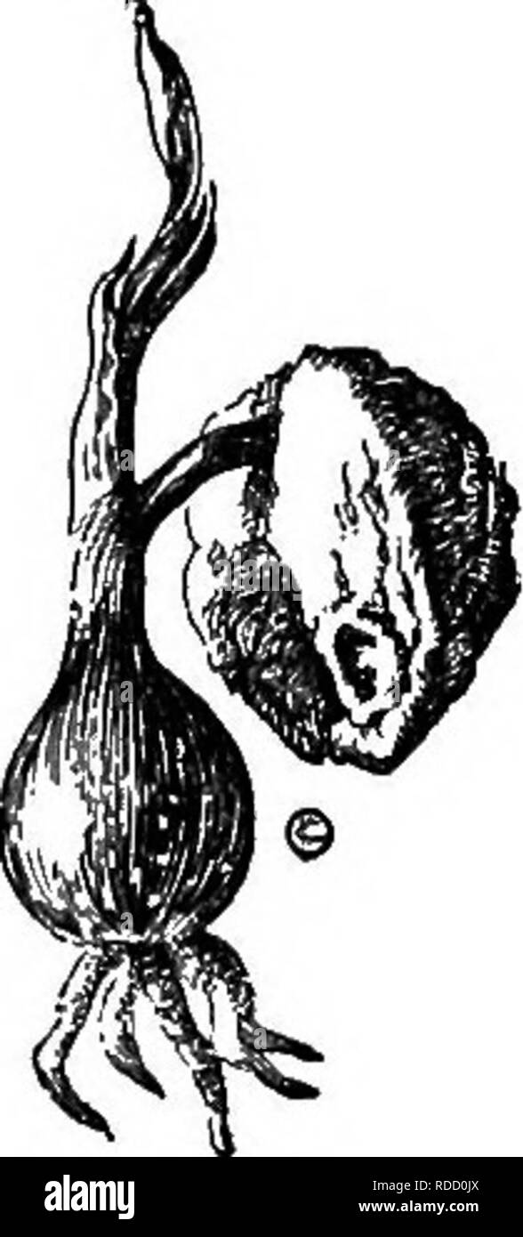 . Cyclopedia of American horticulture, comprenant des suggestions pour la culture de plantes horticoles, les descriptions des espèces de fruits, légumes, fleurs et plantes ornementales vendues aux États-Unis et au Canada, ainsi que des notes biographiques et géographiques. Le jardinage. CRINUM 400 cc. Blancs ou rosâtres filaments. D. Marge d'IVS. ensemble : pédoncule 2S pi. de long. 10. Moftrei, Hook. f. (C Malcoydnum, Carr. C. Oo- Unsoi, U., Natalinse Mackenit et G., Hort. G. Kegel, Schmidtii). Cochon. 580. Ovoïde ampoule, le cou de 12 à 18 po de longueur : IVS. 2 à 3 pi. de long, de 3 à 4 in. de large, marge entière, veines plutôt Banque D'Images