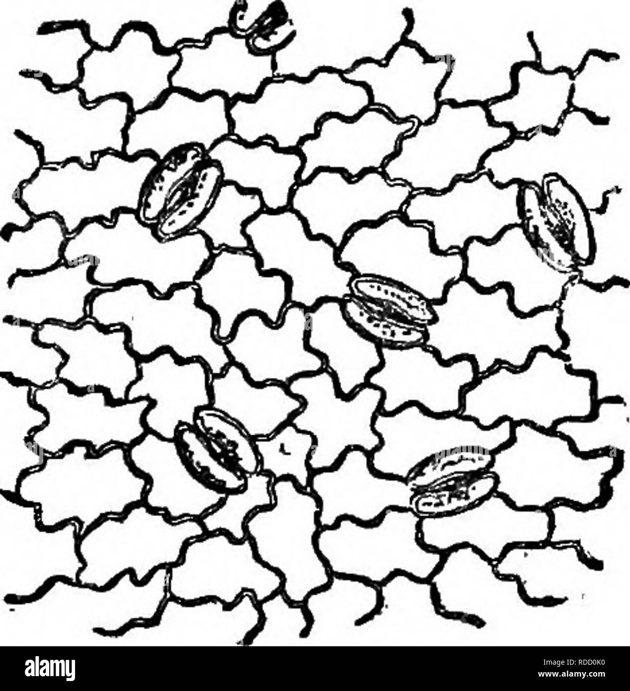 . La grande ferme du monde ; certains compte de nature's crops et comment ils sont cultivés. L'histoire naturelle. Feuilles et leur travail que j'ai6^ ce sont tous composés de carbone ; de sorte qu'au total, le livre de farine contient environ 7 onces de carbone. Certains de 'les paumes, comme le baquois, utilisent de très grandes quantités de carbone dans la formation de l'amidon de leur moelle : un arbre, par exemple, souvent génératrice de l'ordinaire extra- montant de 800 livres de l'amidon. Tous les sucres, huiles, gommes, caoutchoucs, du monde, de légumes contiennent de grandes quantités de carbone, et donc aussi faire les fibres de coton, lin, chanvre et d'autres. Mais, un Banque D'Images