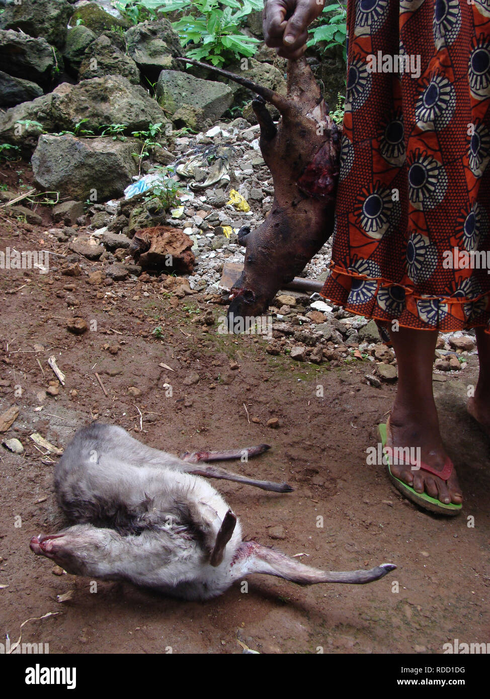 Une femme tenant un rat de brousse et debout à côté d'un céphalophe morts pour la vente au Cameroun, en Afrique. Banque D'Images