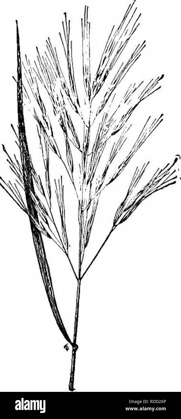 . Cyclopedia of American horticulture, comprenant des suggestions pour la culture de plantes horticoles, les descriptions des espèces de fruits, légumes, fleurs et plantes ornementales vendues aux États-Unis et au Canada, ainsi que des notes biographiques et géographiques. Le jardinage. BEOMUS BEOWALLIA 183 panicules Ing d'épillets sur aussi grands que ceux de Briza maxima : IVS. 5-7, soft-pubères, lames de 2 à 3 in. de long : 10 à 15 épillets-fld., hochant la tête, awn court. Int. de l'UE. - Très utile dans le mixed border, et pour sécher pour l'hiver décoration. amrc6stachys, Desf. Lanceolcltus {B., Roth. B. Banque D'Images