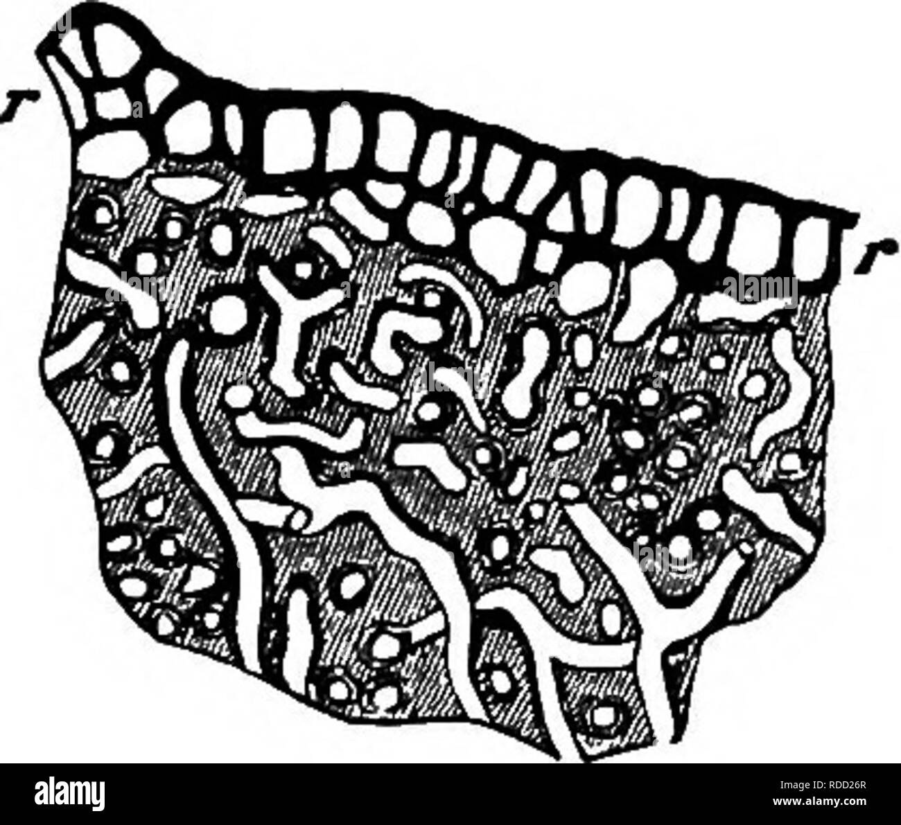 . La morphologie comparative et de la biologie des champignons, bactéries et mycetozoa . La morphologie des plantes ; Champignons ; myxomycètes ; bactériologie. Chapitre II.-DIFFÉRENCIATION DU THALLE.-sclérotes. La réalisation de 31 passages, comme dans P. Fuckeliana, ou avec relativement peu d'entre eux. Les hyphes sont cylindriques et ses, cloisonnées et imbriqués les uns avec les autres dans tous les sens ; c'est pourquoi dans les sections minces de l'sderotia leur lumière apparaissent dans toutes les formes possibles d'après que la section traverse transversalement, à l'oblique, ou longitudinalement (Figs. 13, 14). Les cellules de l'état humide contiennent peu d'autre qu'un Banque D'Images