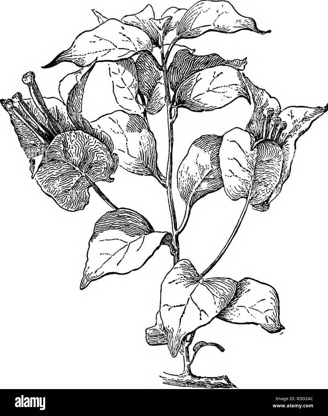 . Cyclopedia of American horticulture, comprenant des suggestions pour la culture de plantes horticoles, les descriptions des espèces de fruits, légumes, fleurs et plantes ornementales vendues aux États-Unis et au Canada, ainsi que des notes biographiques et géographiques. Le jardinage. Botrychium obliquum. (XK. BOUGAlNVILLJiA BOUGAINVlLLiEA) (de Bougainville, 1729-1811, un navigateur français). Nyctagin&amp;eeai. Une demi-douzaine ou plus d'espèces d'arbustes, S.-américain avec autre pétiolées lvs entier. Le SLJ. sont petites et inconspicu- rentes, tubulaire, la marge 5-6-lobées ; étamines 7-8, sur l'inégalité de c Banque D'Images