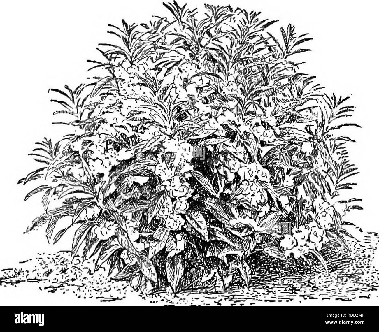 . Cyclopedia of American horticulture, comprenant des suggestions pour la culture de plantes horticoles, les descriptions des espèces de fruits, légumes, fleurs et plantes ornementales vendues aux États-Unis et au Canada, ainsi que des notes biographiques et géographiques. Le jardinage. 181. Fleur de camélia. tsalsam ; sépales et pétales de tiges de même couleur, et pas faciles à distinguer, l'un des sépales (dont il semble y avoir 3) long-stimulé ; pétales 3 apparemment, mais deux d'entre eux représentent probablement des deux pétales, ce qui rend 5 étamines ; 5. Le pod, indiquées à la fig. 179 et 180, est Banque D'Images