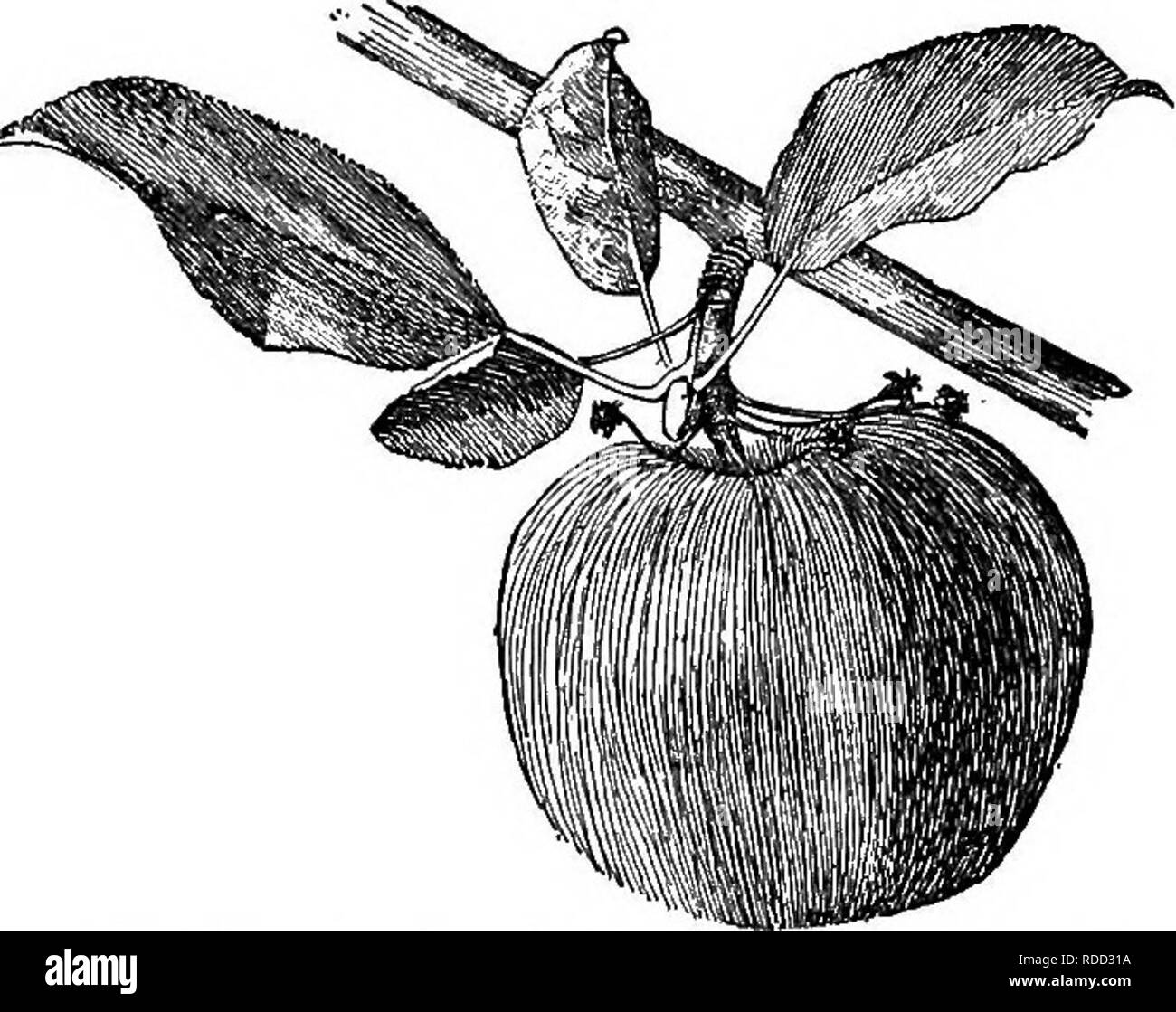 . Cyclopedia of American horticulture, comprenant des suggestions pour la culture de plantes horticoles, les descriptions des espèces de fruits, légumes, fleurs et plantes ornementales vendues aux États-Unis et au Canada, ainsi que des notes biographiques et géographiques. Le jardinage. 108. Stimuler et de fruits- bourgeon d'Apple. 109. Une pomme dans un cluster. sur la rigueur de l'œuvre, le parasites à moo- frappé, et la saison ; mais c'est une bonne règle à attendre de pulvériser avec l'ensemble des Bordeaux et Paris mélange vert lorsque les bourgeons éclatent, et à nouveau lorsque les pétales sont tombés. Dans le Pla Banque D'Images