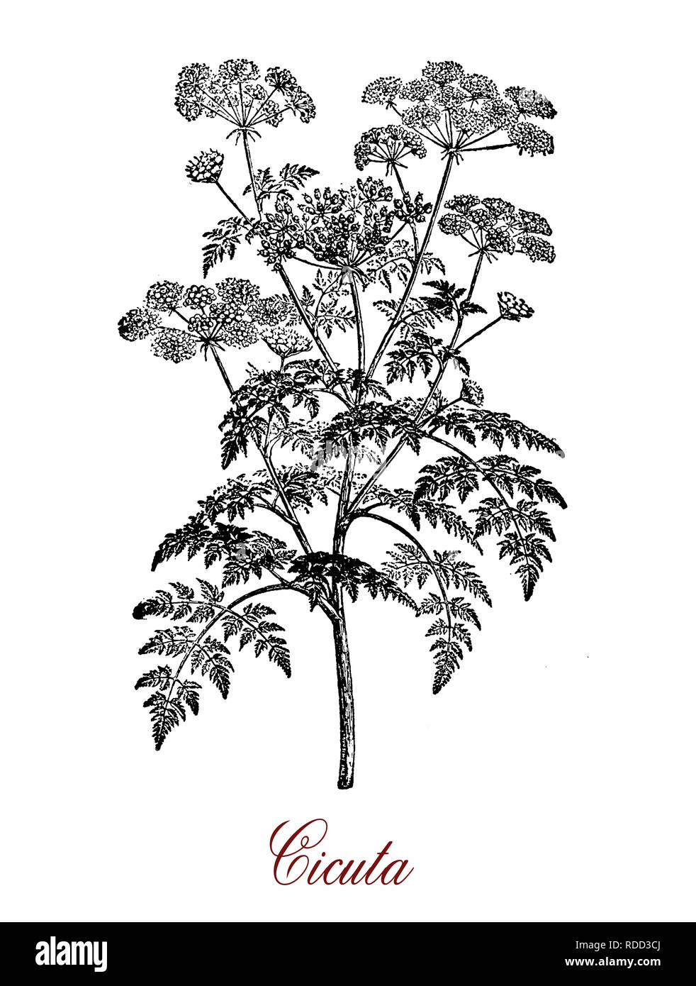Gravure botanique vintage de Cicuta ou Victorin, hautement plante toxique à petites fleurs blanches disposées en forme de parapluie. Banque D'Images
