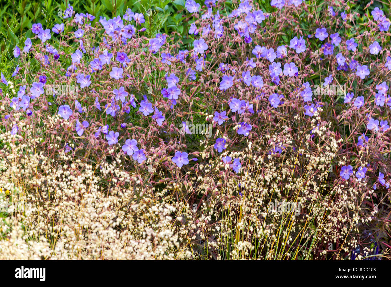 Jardin des plantes vivaces fleurs géranium sanguin géranium bleu frontière Banque D'Images