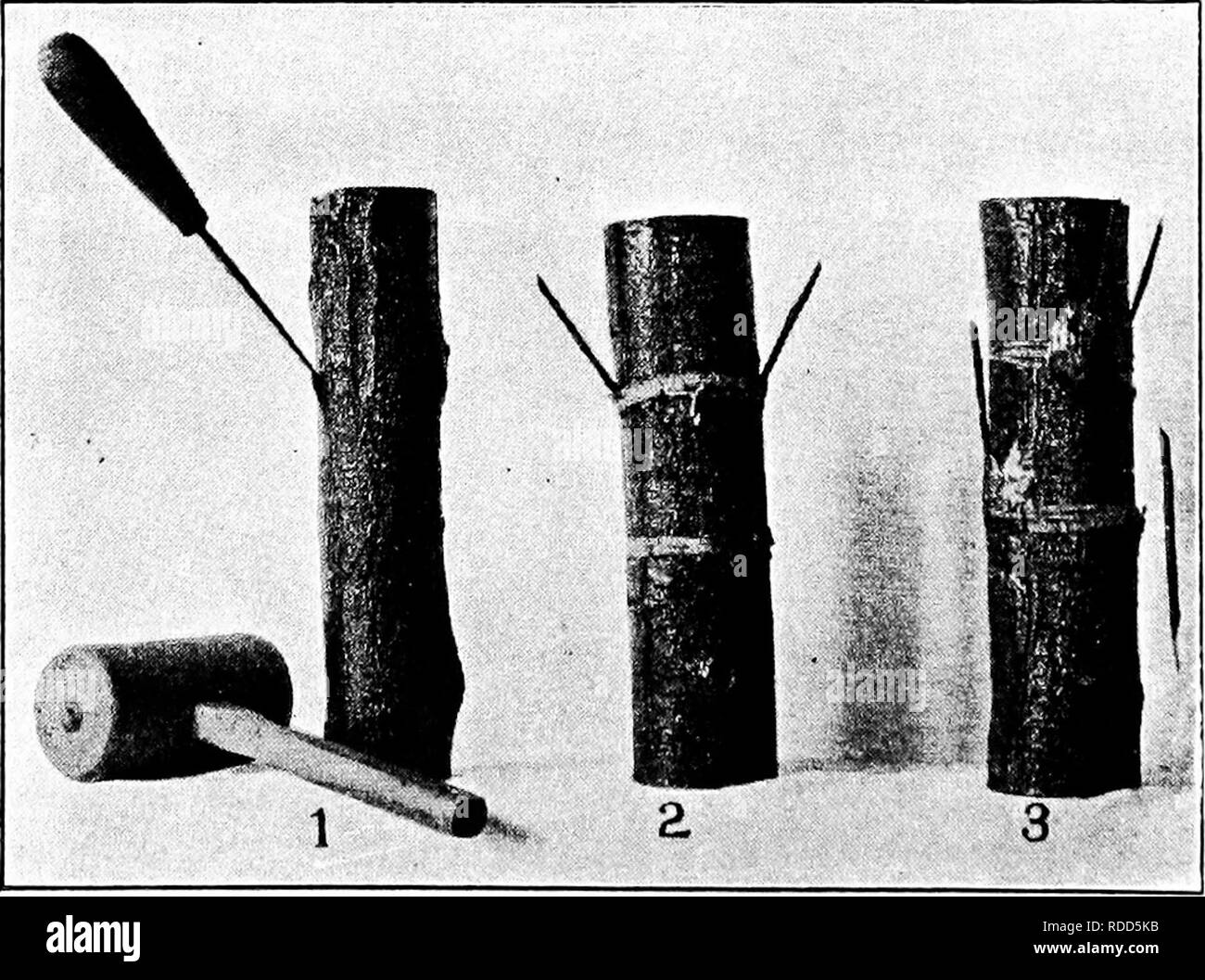 . La multiplication des plantes : les serres et les pépinières la pratique . La propagation de la plante. J'PROrAGATlON 132 lant sur willow, platane sur laurel laurel, sur la cerise et ainsi de suite. De tels cas, sauf exception (207), les greffes ne sont pas du tout, mais sont simplement des arbres d'un genre de plus en plus tenu du sol dans les crevasses d'un autre genre-cas loin d'être rares. 194. Stock-toutes les partie de la plante, racine ou tige généralement', dans lequel un bourgeon ou un cion est inséré à la propagation d'une espèce végétale, variétés}' ou de souche. 195. Cion-toute partie de plante, habituellement d'une tige, inséré dans un stock pour la propagation. Il peut se composer d'une bud avec peu ou pas de woo Banque D'Images