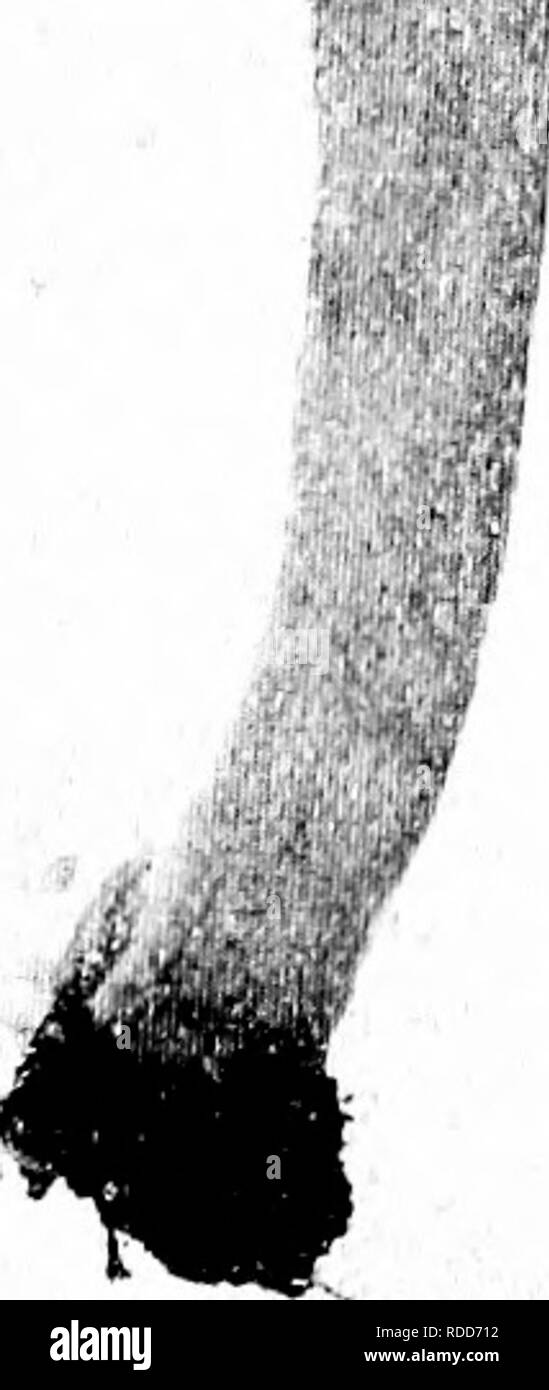 . Les champignons du Minnesota ... Botanique ; les champignons. FlGlRE 103. WuRL'HKLL.-V HM !R11)A. La Figure 104, Verpa digitaliformis doigt Verpa Cap 1-2 cm. de hauteur et de largeur, brun ou brun foncé, lisse, 14 ; tige en forme de cloche, 4-10 cm. de 1 à 2 cm. de couleur brun-foncé ou- ish à maturité, lisse, creux ; spores elliptiques, clair, doux, 24 X 12/j. Le nom fait référence à la longue queue en forme de doigt. Sur le terrain en bois ; délicieux. HELVELLA La PAC est à l'abri de la tige comme dans v e r p a, mais il est en forme de selle et plus ou moins lobées, à la place de Bell ou en forme conique. La tige est souvent cannelée. Dans v j r o m i t r a, le cap Banque D'Images