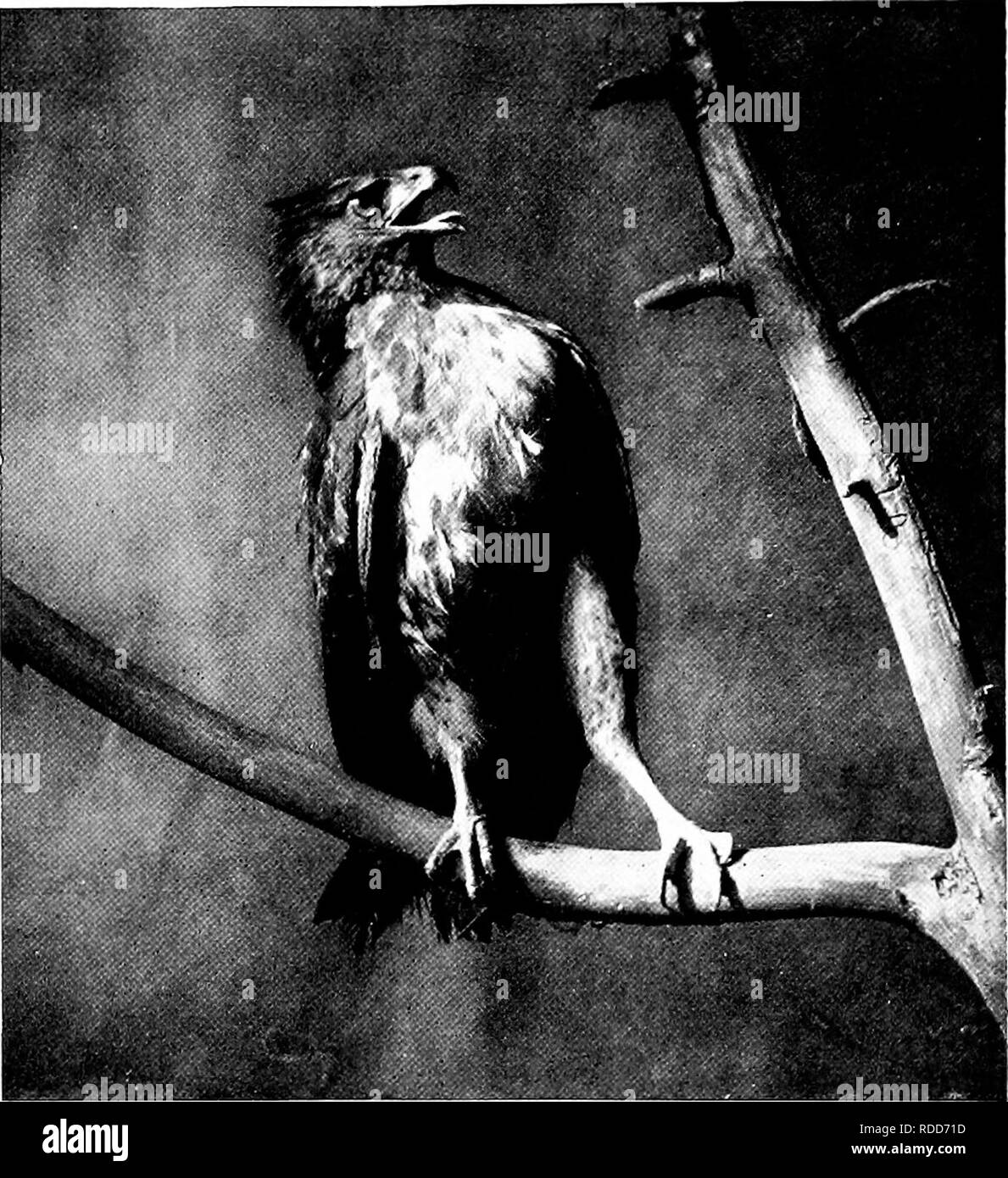 . La vie des oiseaux sauvages ; une nouvelle méthode de l'étude et la photographie d'oiseaux. La photographie d'oiseaux, des oiseaux. La peur chez les oiseaux. I 2X Vireo, Maryland La gorge jaune, Bruant, Chickadee, la paruline flamboyante et un chardonneret, dont beaucoup sont devenus impatients et se joint à l'indignation générale. Sur une chaude Juillet da)' en traversant une bande de terre aride, qui ont supporté une récolte de golden-rod et sweet-fern, mon attention a été appelée pour un petit oiseau brun avec une grande sauterelle dans son bec. C'est le Bay-winged Bunting ou l'Herbe Finch, et la proie était manifestement destiné à ses jeunes, mais au lieu de le livrer elle Banque D'Images