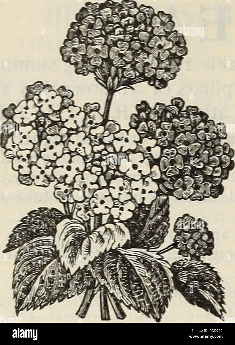 . E. H. Hunt : Seedsman. Pépinières (Horticulture) Illinois Chicago catalogues ; bulbes (plantes) ; Catalogues Catalogues fleurs ; graines de plantes ornementales ; catalogues, catalogues. 60 E. H. HUNT, SEEDSMAN, CHICAGO, ILLINOIS.. LANTANA. LANTANA. Très populaire et de plus en plus rapide,--- fleurs, plantes à grosse tête de fleurs de couleurs différentes, qui émettent un puissant par aromatiques- fume, et ne cesse de changer leur couleur. Les plantes forment des buissons, et pendant les mois d'été sont complètement chargé avec des fleurs, qui sont remplacé par des baies, qui, lorsqu'il est mûr, tourner à un bleu profond. Démarrer le Banque D'Images