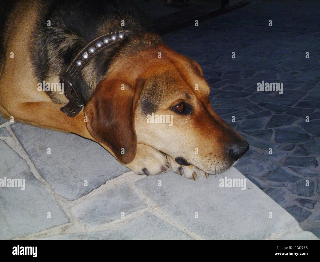 Portrait d'un chien intelligent, regard triste de chien Banque D'Images