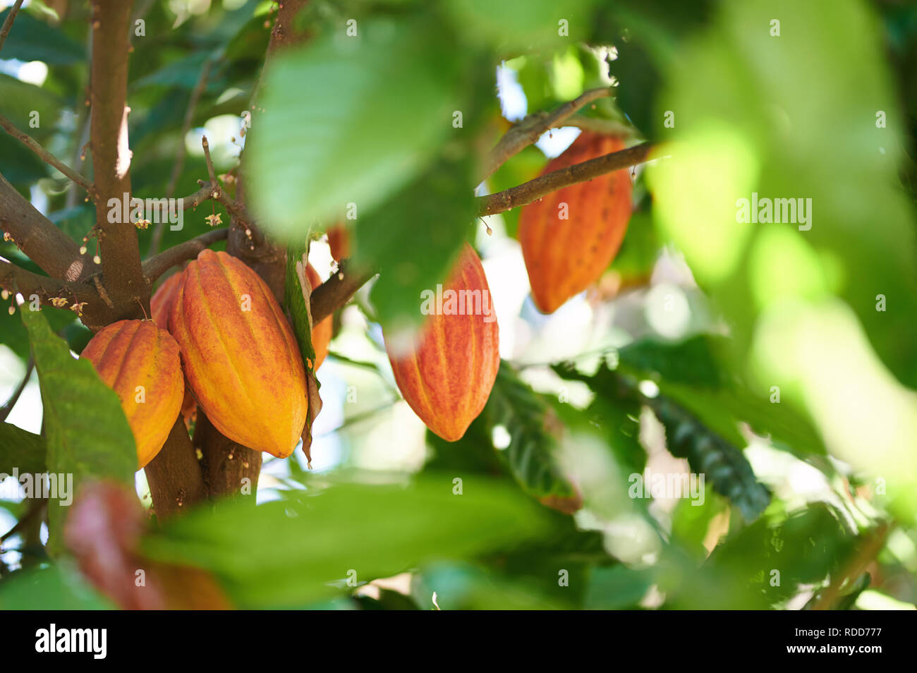 Thème plantation de cacao. Groupe de prêt à récolter les cabosses de cacao Banque D'Images