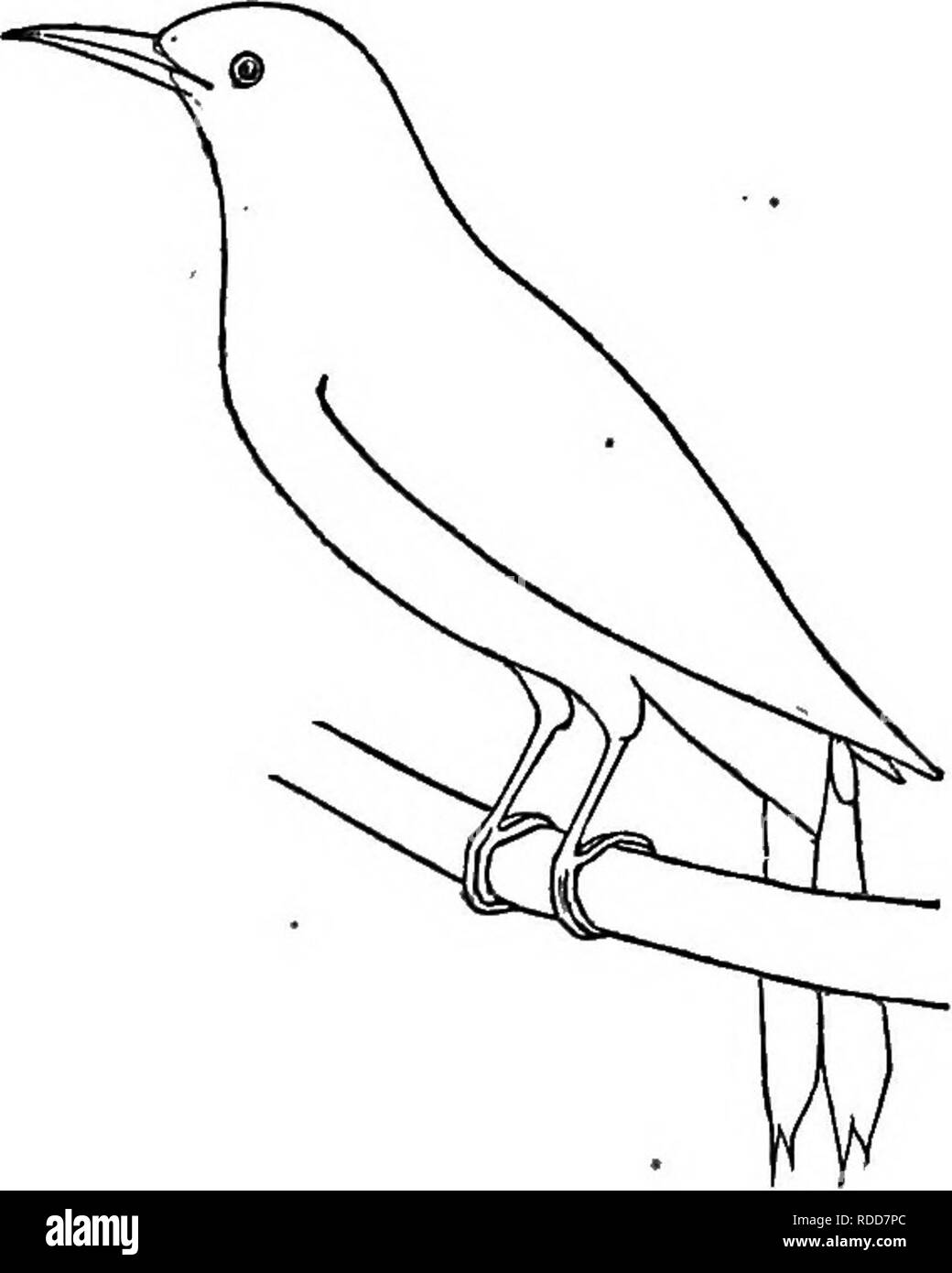 . Les oiseaux terrestres et oiseaux de jeu de Nouvelle Angleterre : avec des descriptions de ces oiseaux, leurs nids et leurs oeufs, leurs habitudes et les notes . Les oiseaux. 312 OISEAUX DES TERRES ET {JAME-BIRDS I. COLAPTES (A) AtiKATUS. Pic à ailes. Wood Pigeon- pecker. " Clignotement." "trou." » shafled-Jaune- bois pecker." ^^ Tellow-marteau." (également huit autres noms.) ' (dans le Massachusetts, un groupe résident, mais beaucoup moins abondante en hiver.) (a). ^ environ 12 pouces de long. Au-dessus, l'umber marron, noir de prescription ; queue et primaires, principalement noir ; croupion, blanc. Couronne et la nuque, gris foncé, Banque D'Images