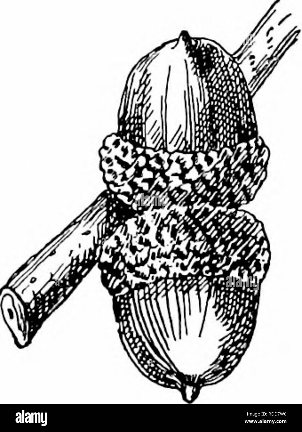 . Nos arbres et savoir les identifier : une étude de leurs habitudes populaires et leurs particularités . Les arbres. La famille de chêne Feuilles.-substitution, cinq à huit pouces de long, trois à six pouces de large, oblongues-obovales, base arrondie ou en forme de coin, à cinq lobes ; lobes plus bas paire de petits, une paire moyenne et large ondulée ou lobées, à lobe terminal lui-même trois lobes ; nervure principale large, jaune et duveteux, pri- mary'veins bien visibles. Ils sortent de l'oeuf spirale, rouge foncé au-dessus, densément couverts d'un épais tomentum brun-orange ; lorsque leur longueur maximale sont épaisses, coriaces, vert foncé, avec des touffes de poils étoilés Banque D'Images