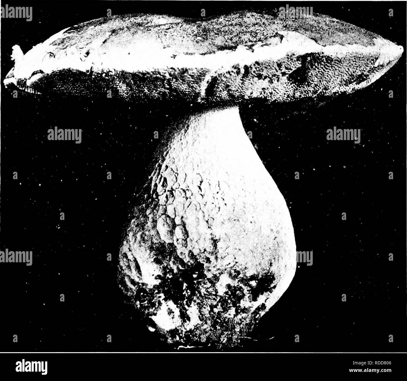 . Les champignons du Minnesota ... Botanique ; les champignons. Champignons interstitielle 89 tubes lisses ;, adnées, blanchâtres puis rosâtre, tournant où noirâtre terne ; spores meurtri, elliptiques, rose 10-12 X 5-6/m. Le nom fait référence à la couleur. Sur le terrain dans les bois, l'été et l'automne ; excellent. Boletus felleus Bolet Fiel C a p 7-20 cm. de large, de couleur jaunâtre à brun jaunâtre, ou brun rouge, lisse, con- vex à l'avion ; chair blanche, parfois devenir rosâtres où meurtri, bitter ; tige 10 cm. par 1 ou 2 cm., comme la PAC en couleur ou quelque peu plus pâle, lisse, certains-. La figure 54. Boletus edulis ce que ci-dessus ; filet des étamines soudé tubes, blanc, la bouche Banque D'Images