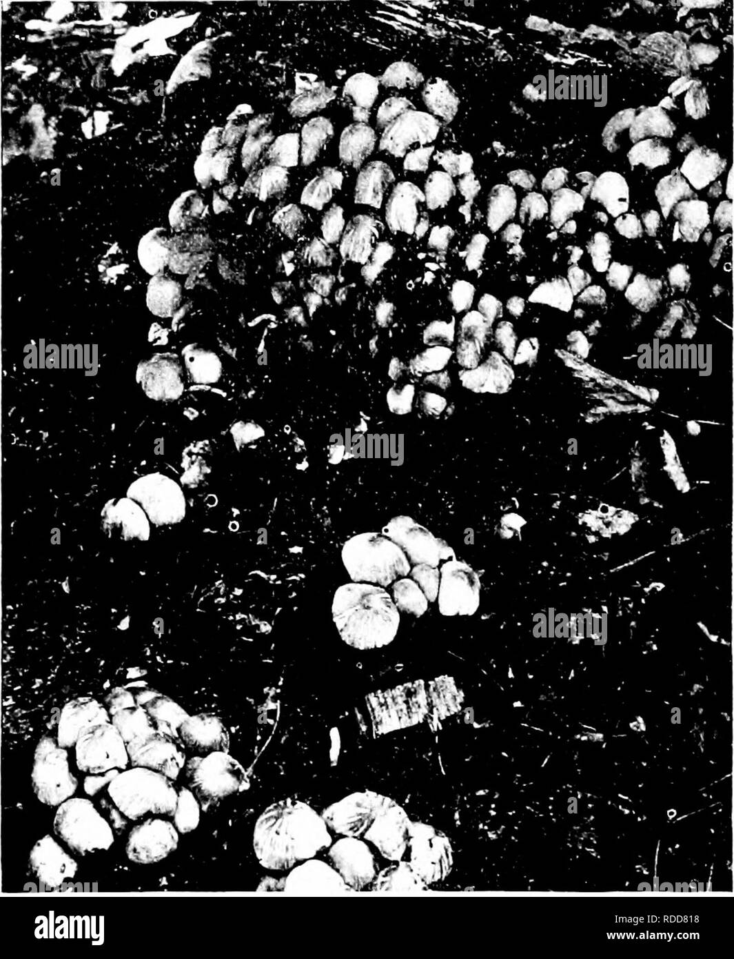 . Les champignons du Minnesota ... Botanique ; les champignons. 82 champignons PANAEOLUS MINNESOTA dans l'habitat. P a n a e o u s 1 suggère c o p r i n u s. Mais c'est rcadilv liv a distingué les polluants des branchies. Il est plus facilement séparées de p s a t h y r e 1 1 a par l'absence de stries ou de sillons sur la marge, et de S t r o p h a r i a. avec lequel il est souvent associé, par la spores noires et l'absence d'un anneau. Les espèces sont "-ery sur crottes commune ou dans un sol riche. Plusieurs des espèces sont comestibles. mais une ou deux restent toujours suspectée. Le nom signifie bigarré, et fait référence à l'mottl Banque D'Images