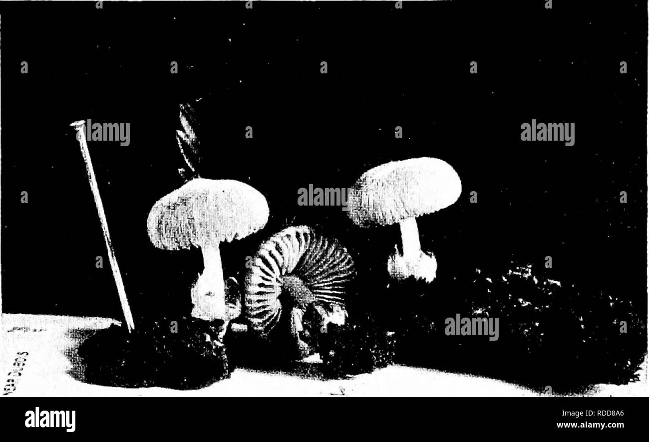 . Les champignons du Minnesota ... Botanique ; les champignons. GILL FUNGI S3 propagation ; branchies gratuitement, rose pâle, rose ; spores elliptiques, 6-8 X 4fi. Le nom fait référence aux grandes volve. Sur le terrain, souvent dans des caves et des serres ; dit être comestible, mais doit être jugé avec prudence. Volvaria parvula Petit Volvaria Cap très petites, moins de 2 cm., blanc, collant au début, quand les vieux sec, doux ou fibrilleux, umbonate, en forme de cloche, convexe ou plan, parfois à la marge cannelée ; tige courte, 1-2 cm. de 2 à 3 mm., blanc, soyeux ou lisse, un peu creux, volve magnifiquement souvent et régulièrement répartis en quatre parties ; g Banque D'Images