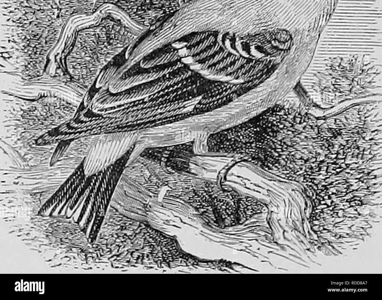 . Un manuel populaire de l'ornithologie des États-Unis et du Canada, basé sur le Lapin de manuel. Les oiseaux ; les oiseaux. h^^^^ ^- '/^^^ ^ jg =. Chardonneret jaune. YELLOW BIRD. THISTLE OISEAU. THISTLE FINCH. Serin DES CANARIES. Spinus tristis. Omble chevalier. En été : mâle-gutte lumineuse jaune, couronne, ailes et queue noirs ; queue supérieure et sous-caudales, aile et de la queue, le balisage blanc. En hiver, le mâle ressemble à la femelle, bien qu'avec moins de teinte olive. Femme : (ci-dessus, brun olive ; ci-dessous, plus pâle ou jaunâtre ; front sans ailes et queue noir ; la même que chez le mâle. Longueur d'environ 4 pouces.^ JVest. Dans un pa Banque D'Images