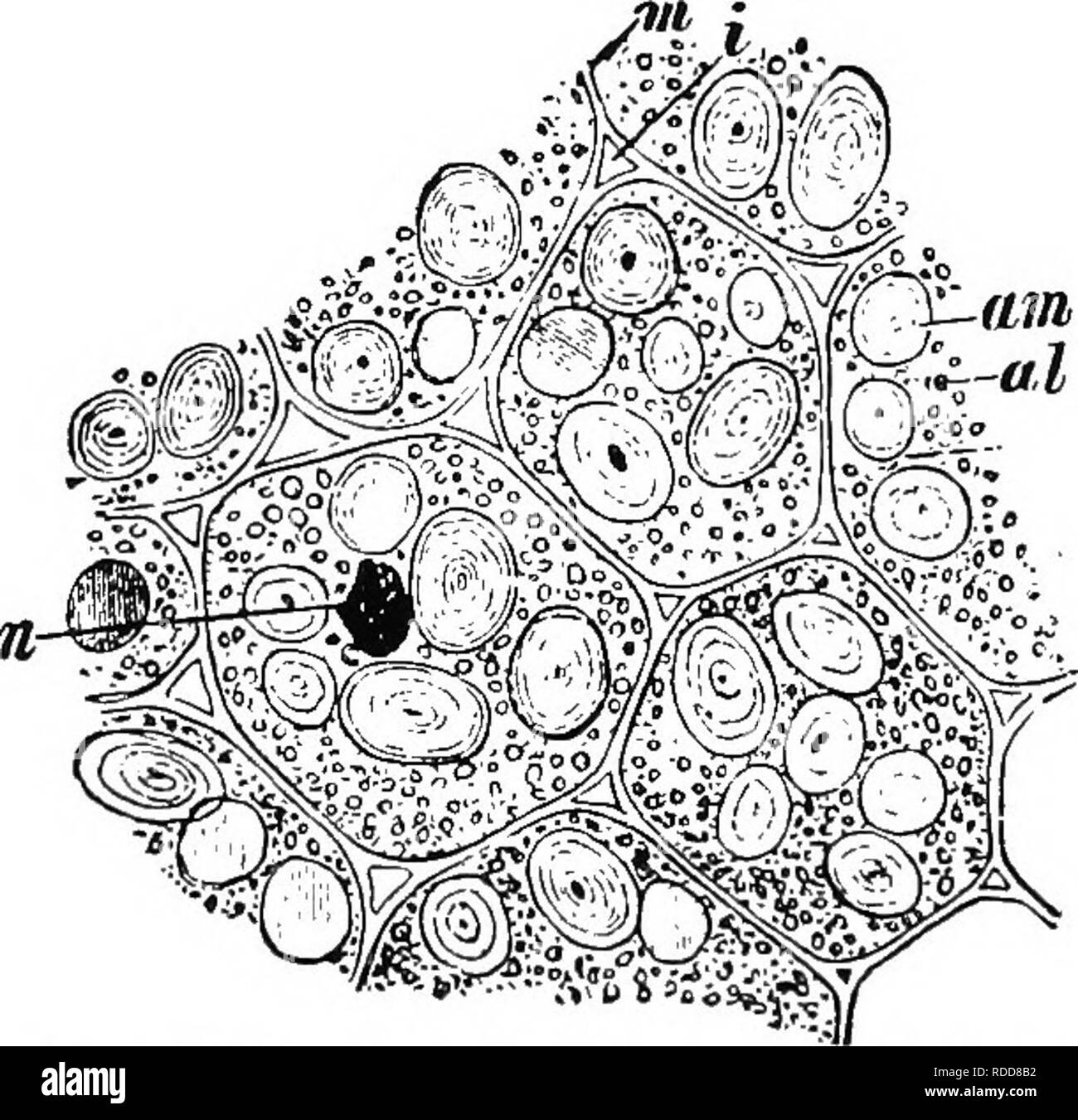 . La botanique pour les étudiants en agriculture . La botanique. -Suis le légume -les protéines sont de toutes sortes et ils varient considérablement dans les propriétés physiques et chimiques. Ils se présentent sous forme de cristaux, de granules, ou en solution dans les vacuoles de le protoplasme, ou en association avec des inti- mate le protoplasme. Ils sont présents dans une certaine mesure dans toutes les cellules végétales, mais sont plus importantes que dans les produits de stockage de graines, où elles sont généralement associées à l'amidon et les graisses. Parfois, comme dans l'aleurone . , , . ^ la couche de céréales, fig. 251. - Coupe transversale de grain de â ' . , V ,^h.&lt;isX {Triiicumvulgare) ; p, pe Banque D'Images