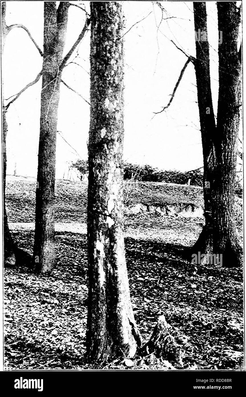 . Nos arbres et savoir les identifier : une étude de leurs habitudes populaires et leurs particularités . Les arbres. Arbre généalogique FAMILLE D'AVION. Tronc de l'Plaianui occideiitalts Sycamore,.. Veuillez noter que ces images sont extraites de la page numérisée des images qui peuvent avoir été retouchées numériquement pour plus de lisibilité - coloration et l'aspect de ces illustrations ne peut pas parfaitement ressembler à l'œuvre originale.. Keeler, Harriet L. (Harriet Louise), 1846-1921. New York : C. Scribner's Sons Banque D'Images