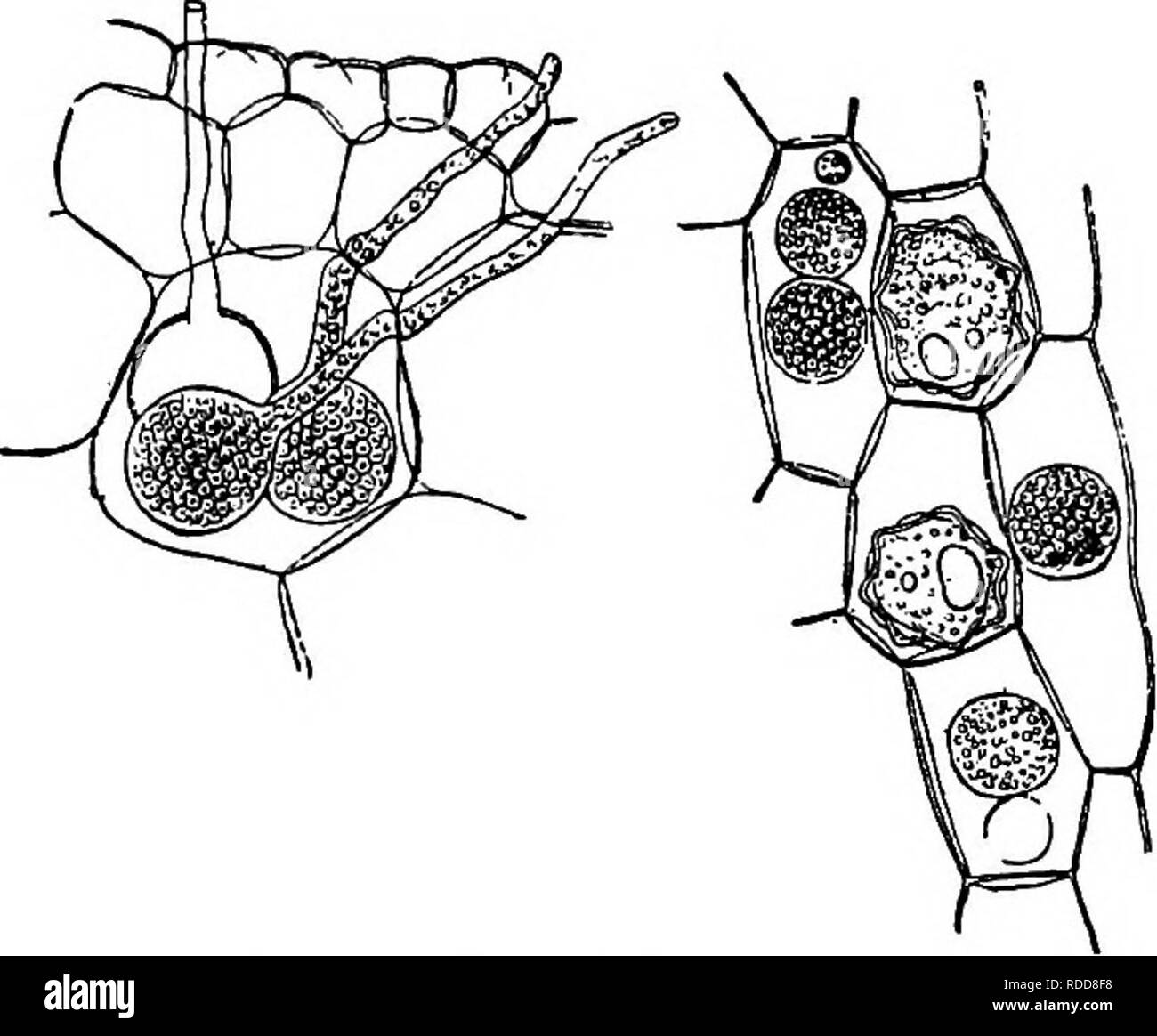 . Les maladies des plantes induite par les parasites cryptogamiques : introduction à l'étude des champignons pathogènes, slime-Champignons, bactéries, algues &amp ; . Les maladies des plantes ; plantes parasites, champignons. OLPIDIUM. 107 l'Olpidium brassicae, (Wor)^ (  = Chytridium brassicae, Wor.) semis-chou mourir si ce champignon se retrouve dans les tissus au niveau du cou de la racine. Les sporanges sphériques sont formés à cet endroit, et leur long cou projet hors des cellules permettant l'essaim de uniciliate-spores à s'échapper. Eesting-spores avec une membrane épaisse verruqueuse se produisent dans les cellules de l'épiderme.. Fig. 24.-chi/ti'idium br Banque D'Images