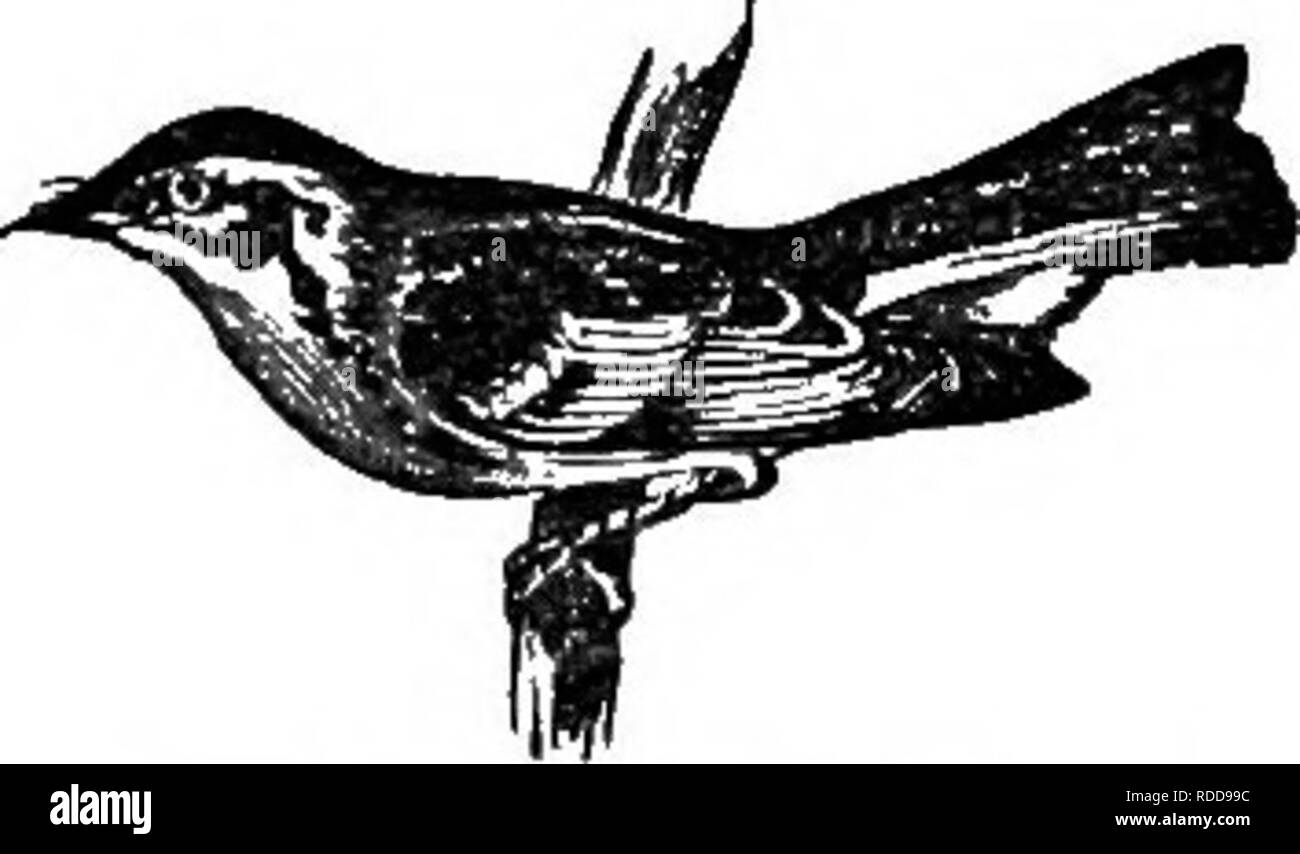 . Histoire naturelle des animaux. Contenant de brèves descriptions des animaux sur l'histoire naturelle de Tenney comprimés, mais complet sans les comprimés. Zoologie. Fig. 124. Jaune -- cochon. 125. - Paruline à gorge la gorge. Orangée. Paruline jaune à ailes bleues, le War- bler, la Paruline verdâtre, la paruline d'or ou de muguet, la Paruline à gorge noire, la paruline à croupion jaune, la paruline à poitrine baie, la paruline à flancs marron Paruline bleue, le sondage, le noir, la Paruline jaune Paruline, le noir et la paruline jaune, le Yellow Red Poll, la gorge jaune Banque D'Images . Histoire naturelle des animaux. Contenant de brèves descriptions des animaux sur l'histoire naturelle de Tenney comprimés, mais complet sans les comprimés. Zoologie. Fig. 124. Jaune -- cochon. 125. - Paruline à gorge la gorge. Orangée. Paruline jaune à ailes bleues, le War- bler, la Paruline verdâtre, la paruline d'or ou de muguet, la Paruline à gorge noire, la paruline à croupion jaune, la paruline à poitrine baie, la paruline à flancs marron Paruline bleue, le sondage, le noir, la Paruline jaune Paruline, le noir et la paruline jaune, le Yellow Red Poll, la gorge jaune Banque D'Images