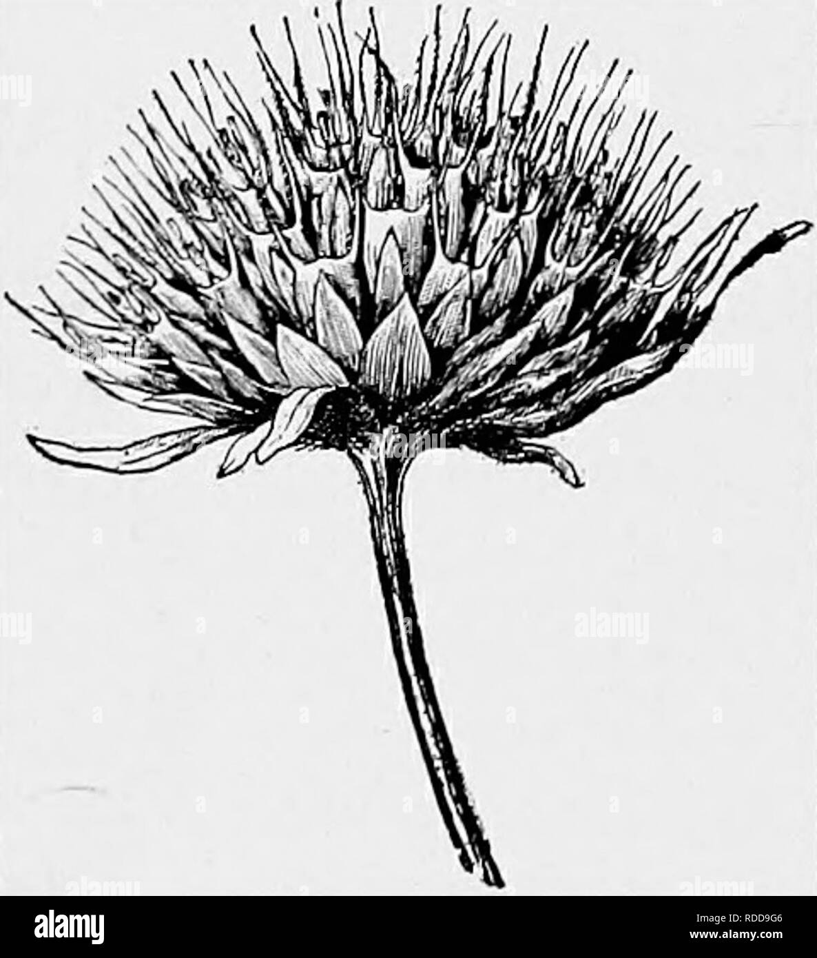 . Les leçons de botanique. La botanique. Chapitre XLVII. La distribution des semences. 457. Moyens de diffusion de semences.-pendant la fin de l'été ou l'automne une promenade en forêt ou un champ souvent nous convainc de la perfection et de la variété des moyens par lesquels les plantes sont fournies pour la dissémination de leurs graines, surtout lorsqu'on découvre que plusieurs centaines de graines ou fruits de différentes plantes. Fig. 245. Bur de bidens ou bur-souci, spectacle- ing graines barbelé.. Veuillez noter que ces images sont extraites de la page numérisée des images qui peuvent avoir été retouchées numériquement pour plus de lisibilité - coloration et l'apparence de la Banque D'Images