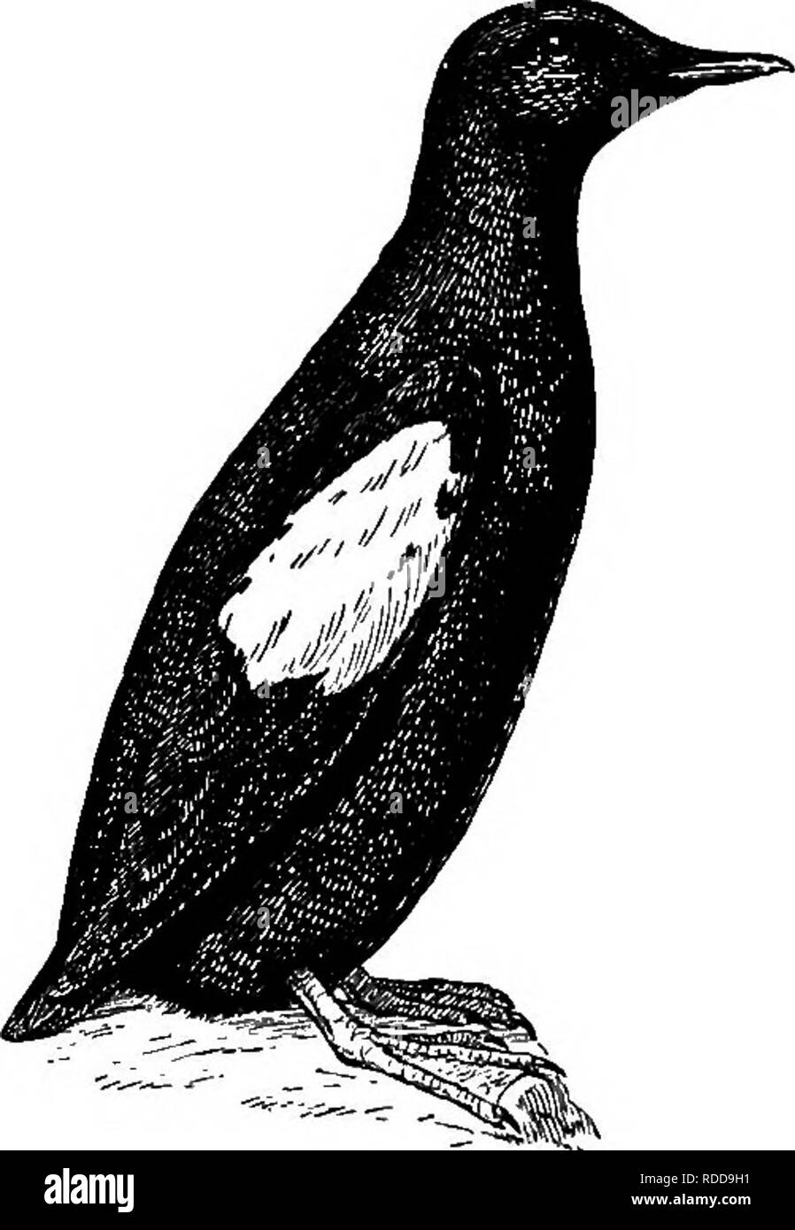 . Un guide pour les oiseaux de la Nouvelle-Angleterre et de l'est New York ; contenant un élément pour chaque saison et les courtes descriptions de plus de deux cent cinquante espèces, avec une référence particulière à leur apparition dans le domaine. Les oiseaux ; les oiseaux. 332 OISEAUX DE LA Nouvelle-angleterre ET DE L'EST NEW YORK effet général quand ils sont dans l'eau blanc ; parties supérieures varie avec l'aile â noir ; noir, blanc avec patch. Im.âSimilar à l'hiver. ad, mais wing-patch striées de noir ; parties inférieures lavé de brun noirâtre. Nid, dans les fissures de rochers. Les œufs, vert, blanc verdâtre, ou blanc. Le pigeon de mer se reproduit sur les îles rocheuses le long de la côte de Mai Banque D'Images