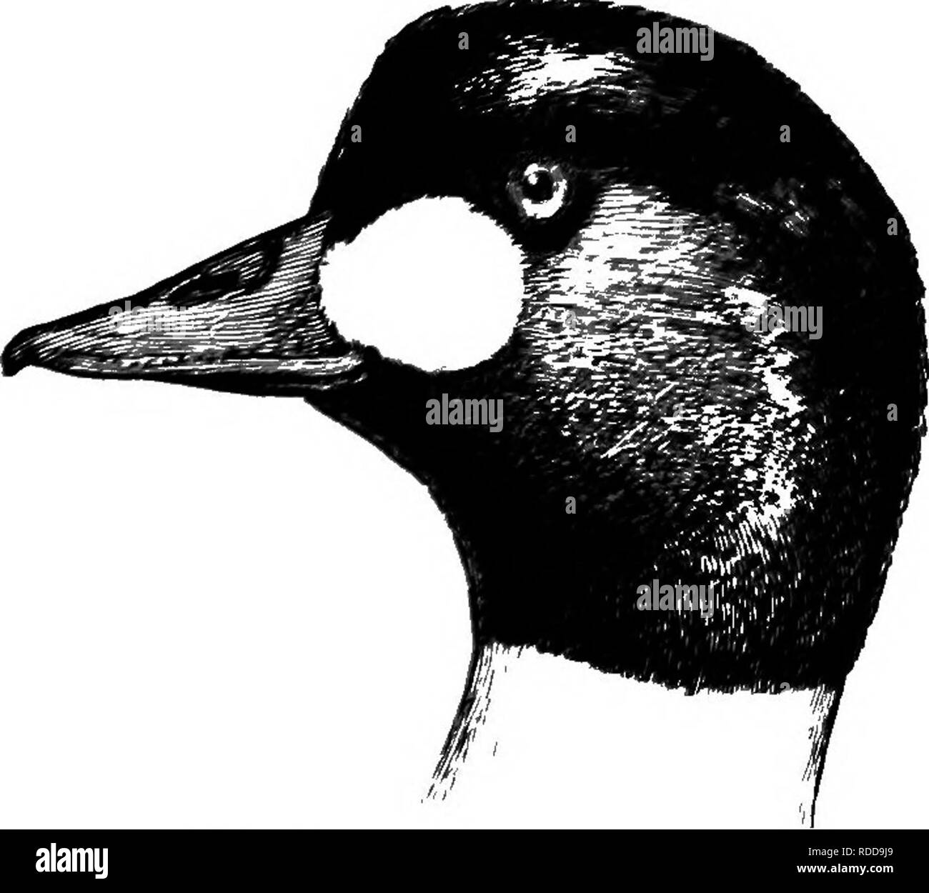 . Un guide pour les oiseaux de la Nouvelle-Angleterre et de l'est New York ; contenant un élément pour chaque saison et les courtes descriptions de plus de deux cent cinquante espèces, avec une référence particulière à leur apparition dans le domaine. Les oiseaux ; les oiseaux. 298 BIEDS DE LA Nouvelle-angleterre ET DE L'EST NOUVEAU YOEK offerts' sur le Boston Back Bay, et peut être vu de jour en hiver de chaque côté de l'JJarvard Pont. Le vol de Whistler est rapide et caractéristique, et est accompagnée d'une forte, sifflement. Lorsque, dans l'air. Fio. 86. American Golden-"ye le livre blanc sur les parties et les plaques blanches à l'aile sont apparents. Banque D'Images