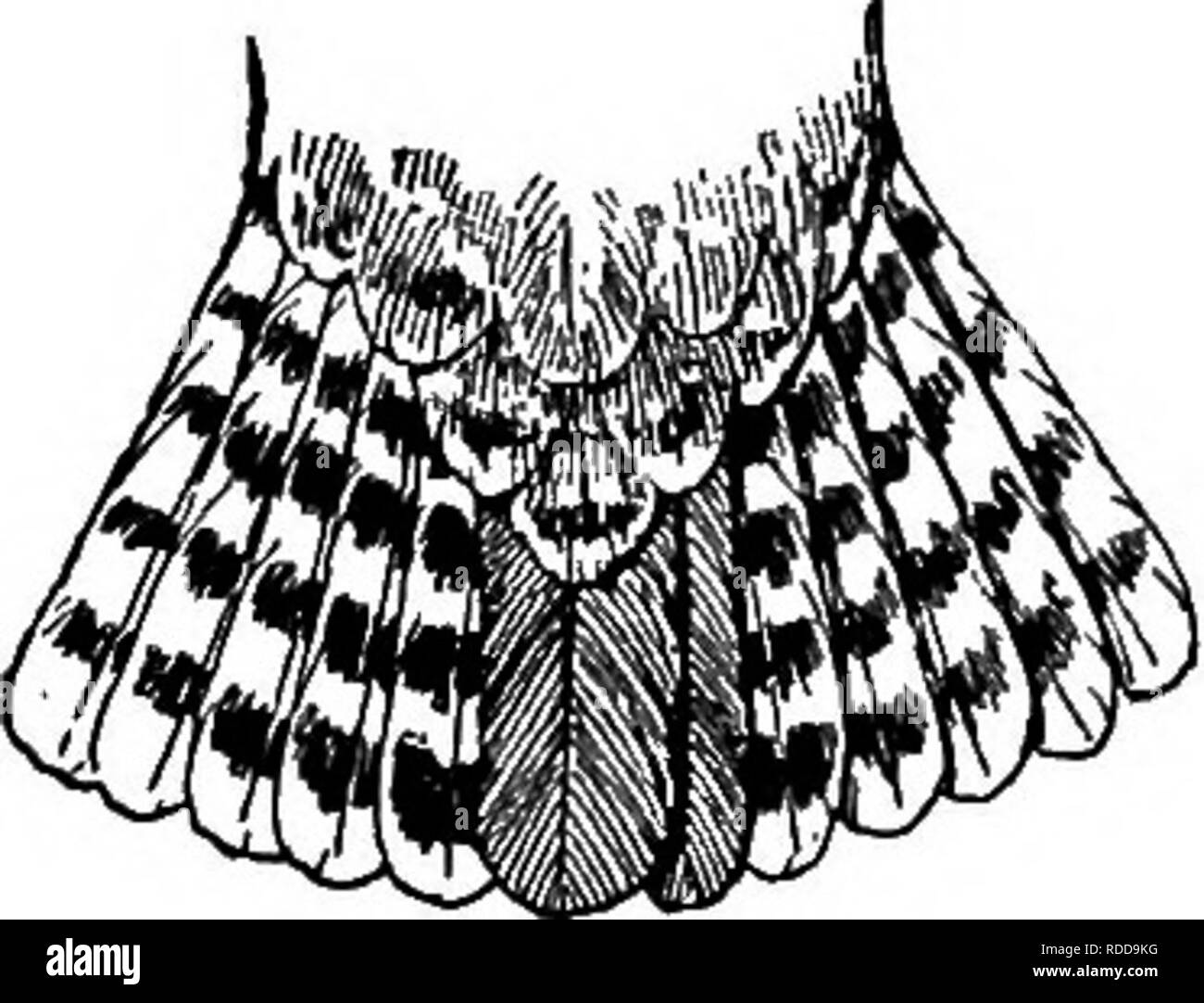 Un Guide Pour Les Oiseaux De La Nouvelle Angleterre Et De L