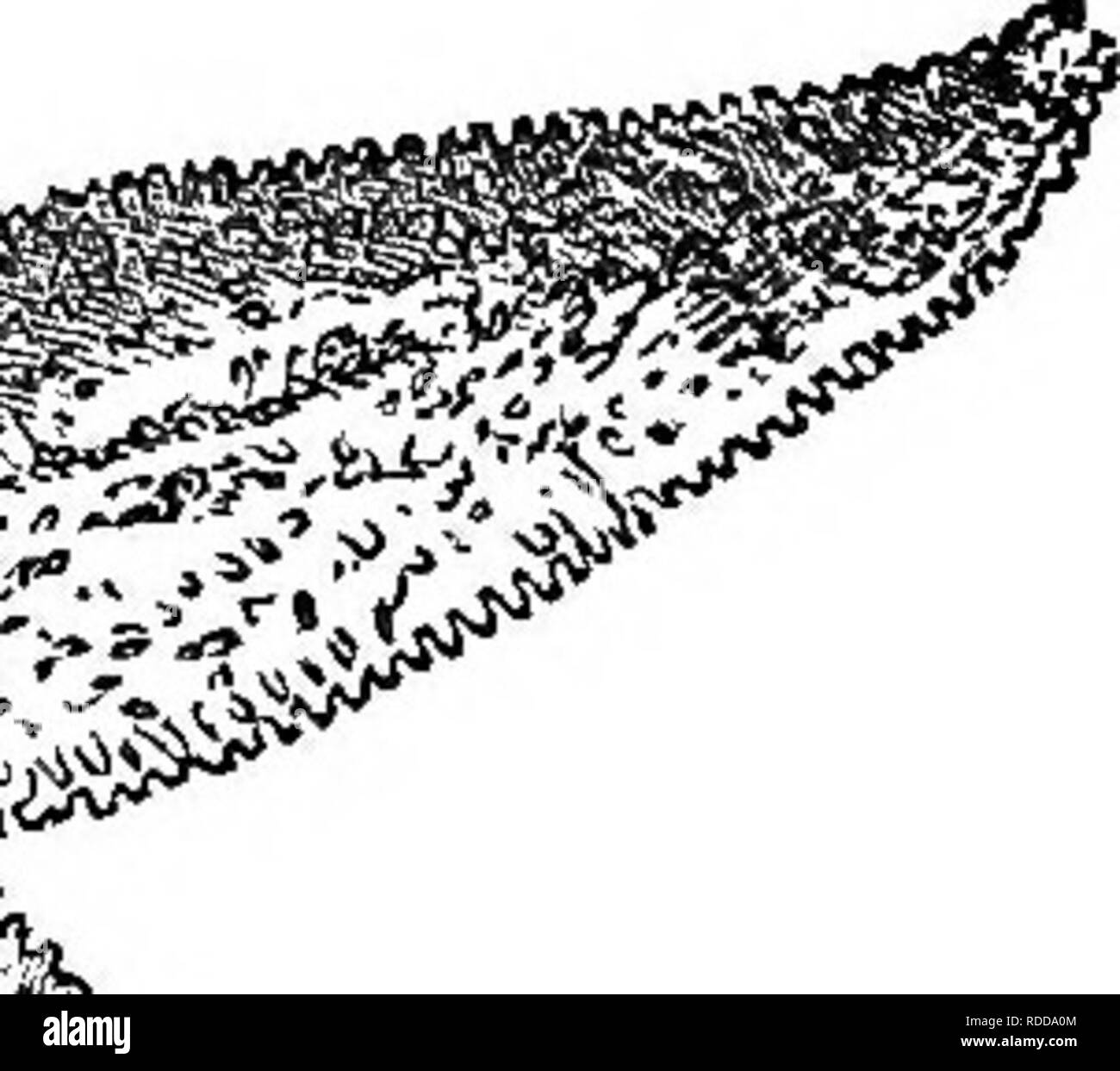 . Histoire naturelle des animaux. Contenant de brèves descriptions des animaux sur l'histoire naturelle de Tenney comprimés, mais complet sans les comprimés. Zoologie. Fig. 15. -SearStar ou Star-Fish. sont étoilés, ou en forme de fleurs, de leurs pièces rayonnant à partir d'un centre commun ou de l'axe, et d'où ces animaux sont appelés rayonne. Voir les Figures 14 à 19.. Veuillez noter que ces images sont extraites de la page numérisée des images qui peuvent avoir été retouchées numériquement pour plus de lisibilité - coloration et l'aspect de ces illustrations ne peut pas parfaitement ressembler à l'œuvre originale.. Tenney, Sanborn, 1827-1877, 10 Banque D'Images