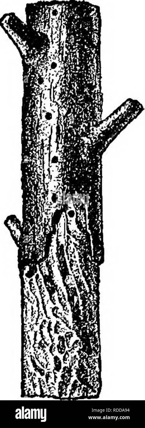 . L'American Fruit Culturist, contenant des orientations pour la propagation et la culture de l'ensemble des fruits adaptés aux États-Unis. La culture de fruits. Fig. 260.-Le Fruit-tree Bark Beetle, u-^ ^ ; coléoptère, même de profil ; c, pupe ; d^ larve ; tous les grande environ dix fois. (U. S. Div. de l'entomologie.) La plupart d'entre eux tenus à l'écart au-delà de la moitié de la perce : Hale's wash (deux applications), le buttage, papier goudronné, tiges de tabac, de creuser dehors, et le gaz de goudron. Dans les régions moins humide que dans le centre de New York, il est possible que certaines des méthodes, énumérés ci-dessus comme peu satisfaisante, s'avérera bon contre préventives thi Banque D'Images