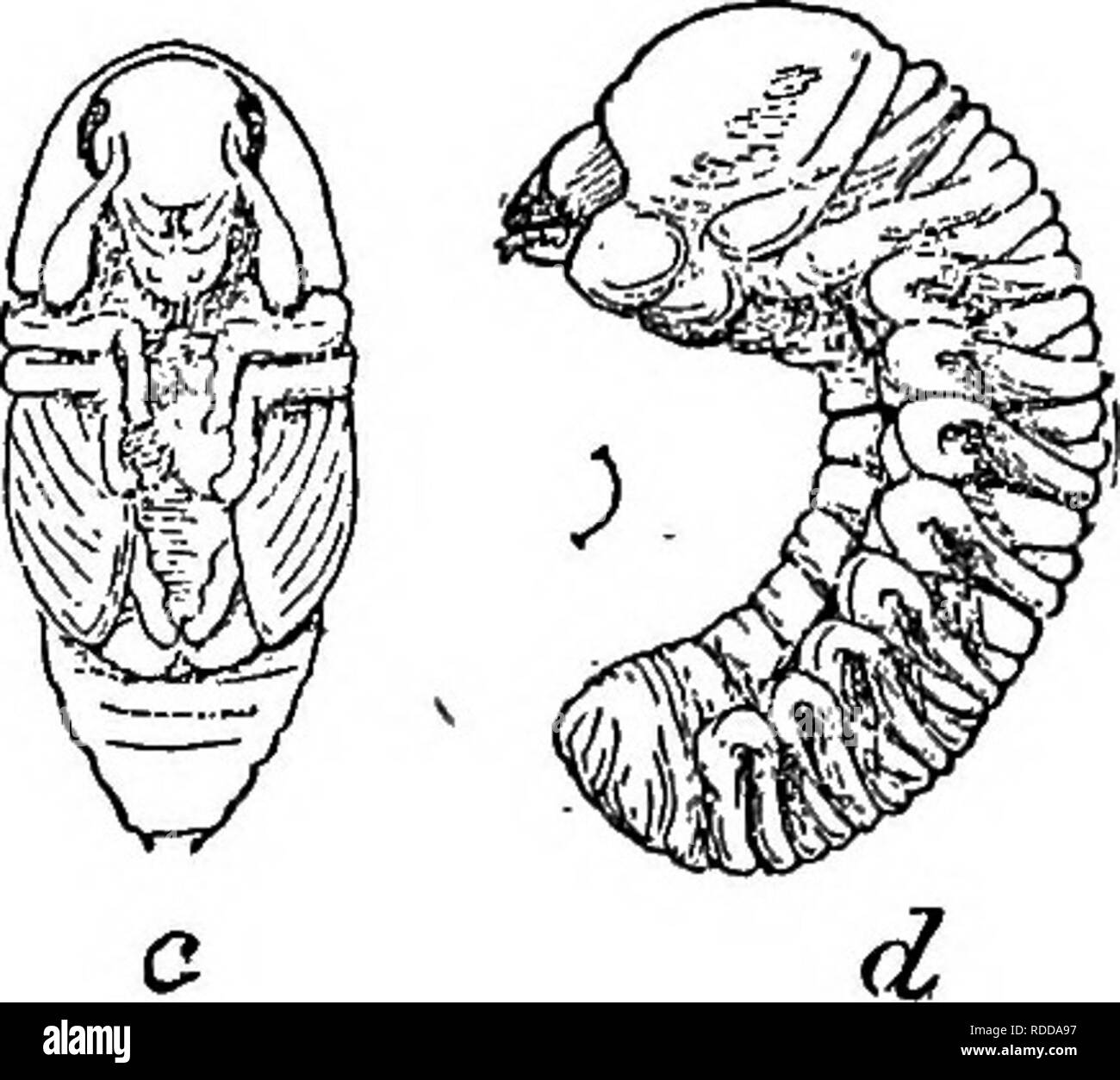 . L'American Fruit Culturist, contenant des orientations pour la propagation et la culture de l'ensemble des fruits adaptés aux États-Unis. La culture de fruits. Fig. 260.-Le Fruit-tree Bark Beetle, u-^ ^ ; coléoptère, même de profil ; c, pupe ; d^ larve ; tous les grande environ dix fois. (U. S. Div. de l'entomologie.) La plupart d'entre eux tenus à l'écart au-delà de la moitié de la perce : Hale's wash (deux applications), le buttage, papier goudronné, tiges de tabac, de creuser dehors, et le gaz de goudron. Dans les régions moins humide que dans le centre de New York, il est possible que certaines des méthodes, énumérés ci-dessus comme peu satisfaisante, s'avérera bon contre préventives thi Banque D'Images